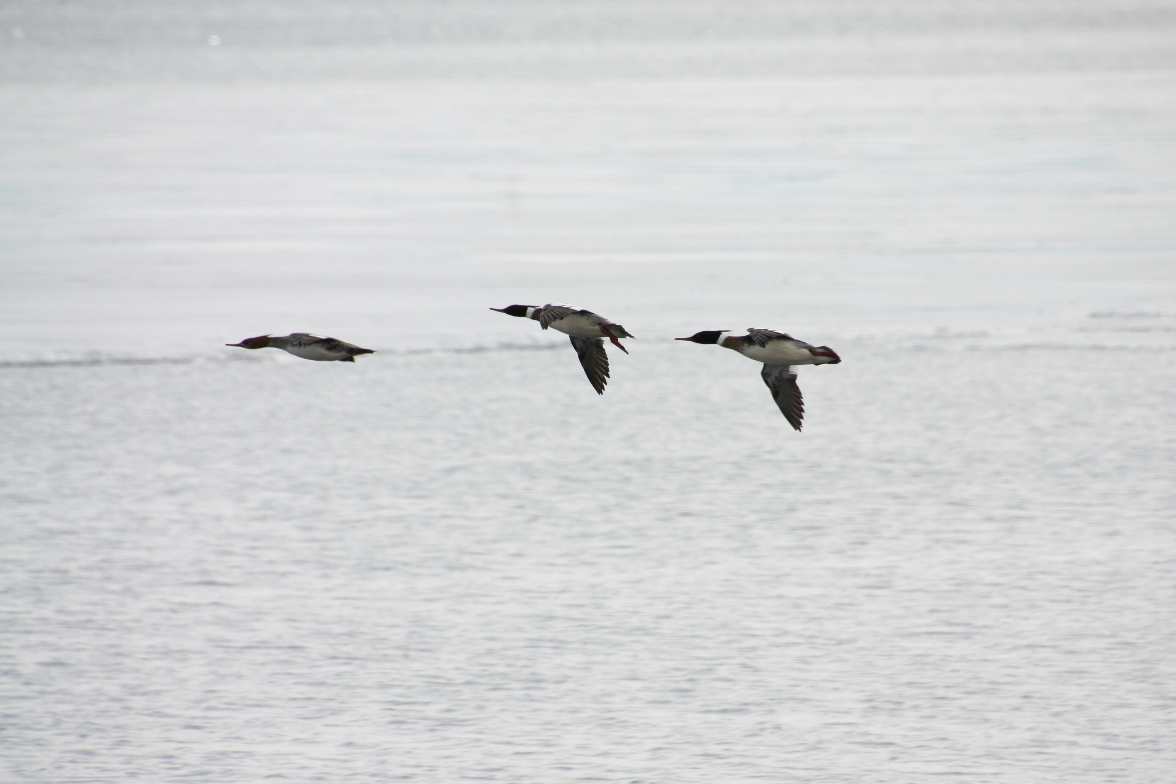 Photo by anthonyaird