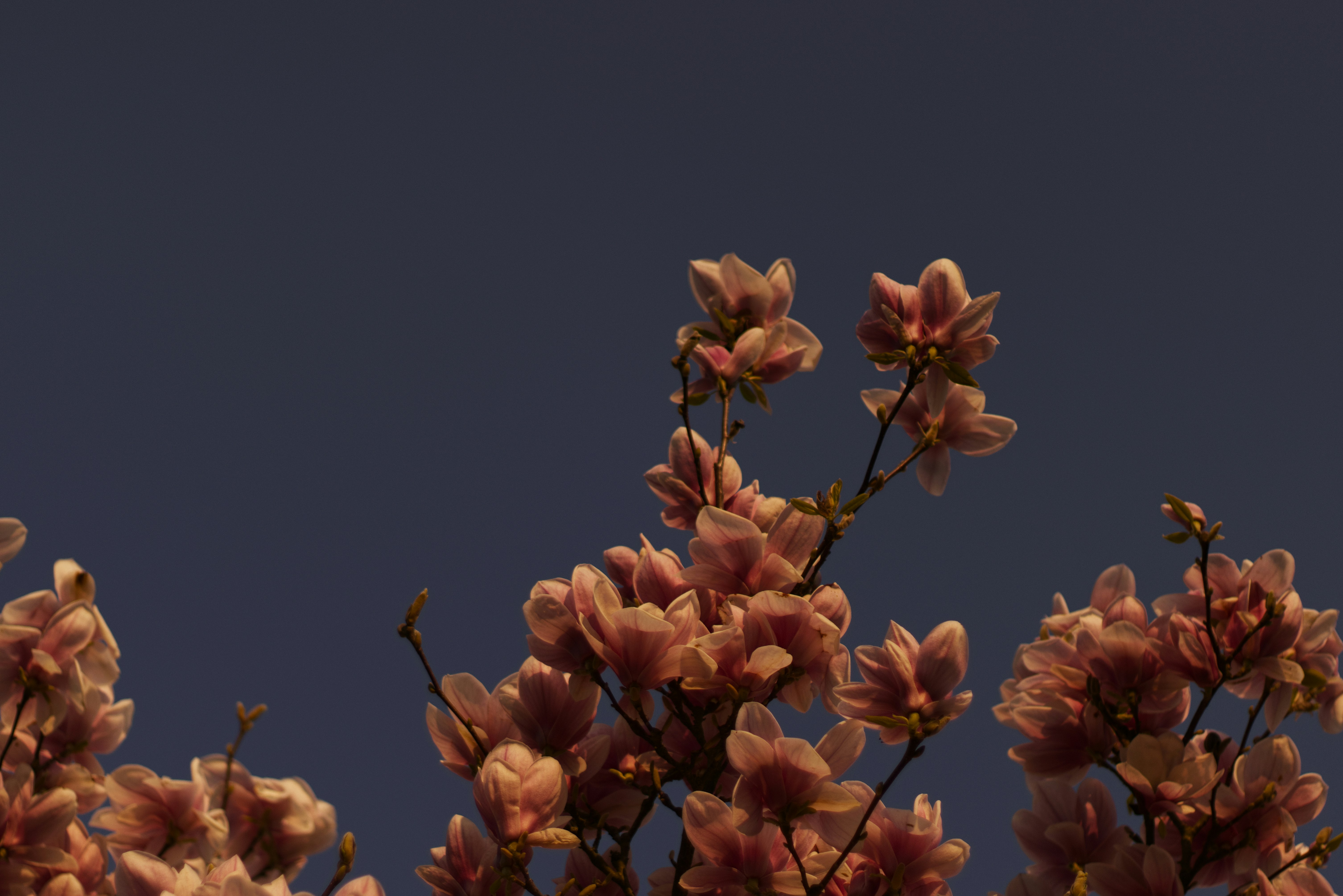 Peaceful night cherry blossom scene in Japan