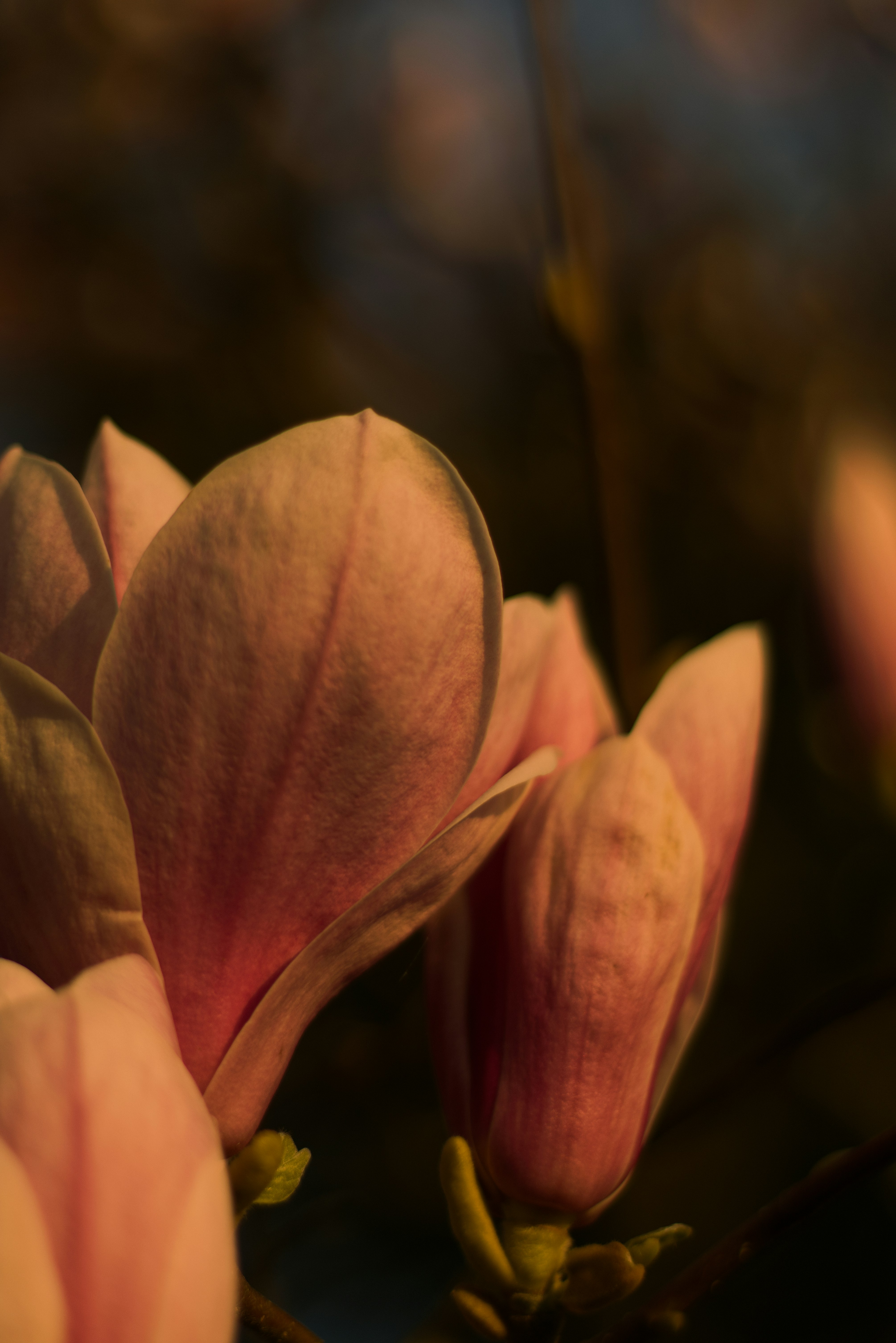 Photo by softlyglimmer