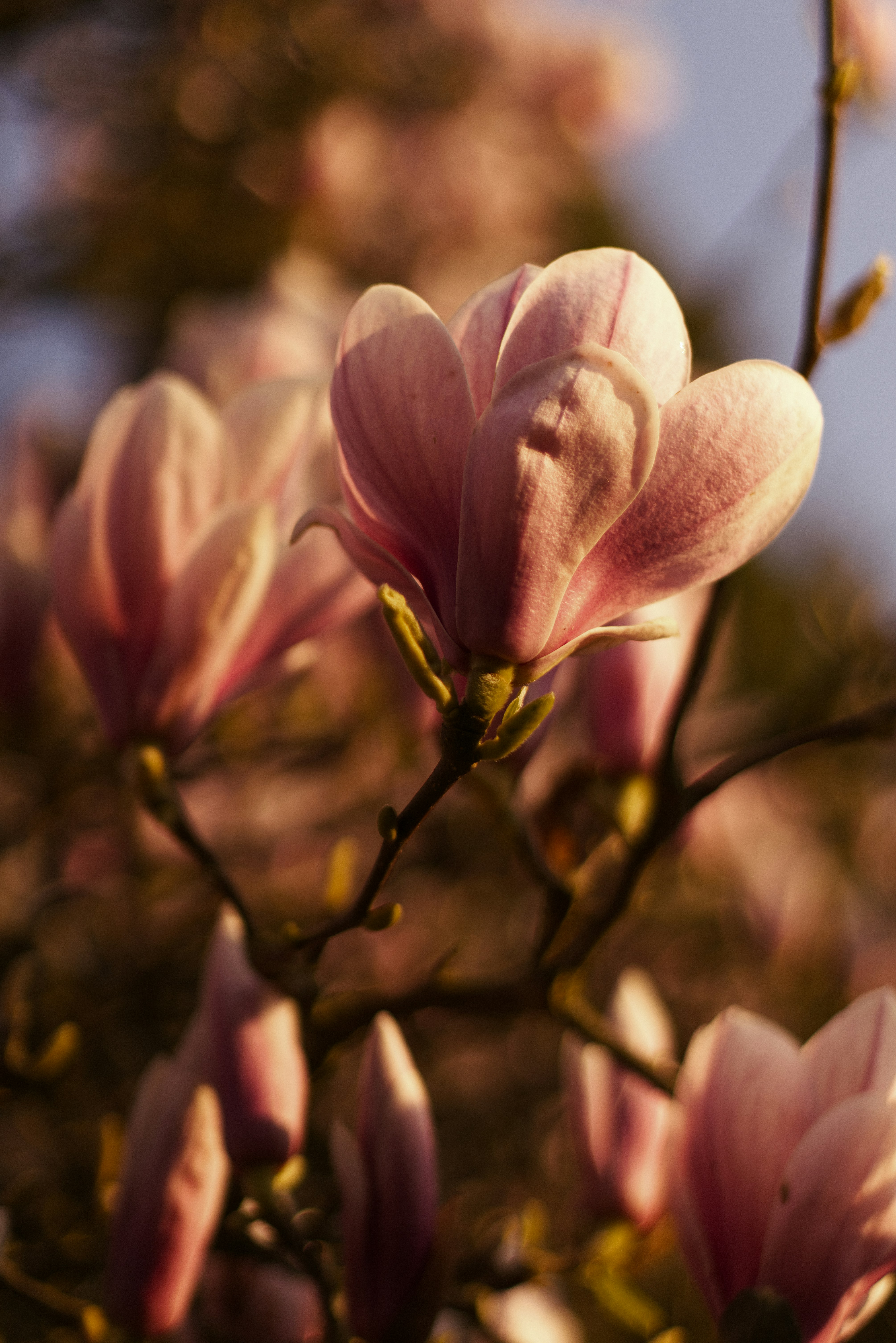 Photo by softlyglimmer