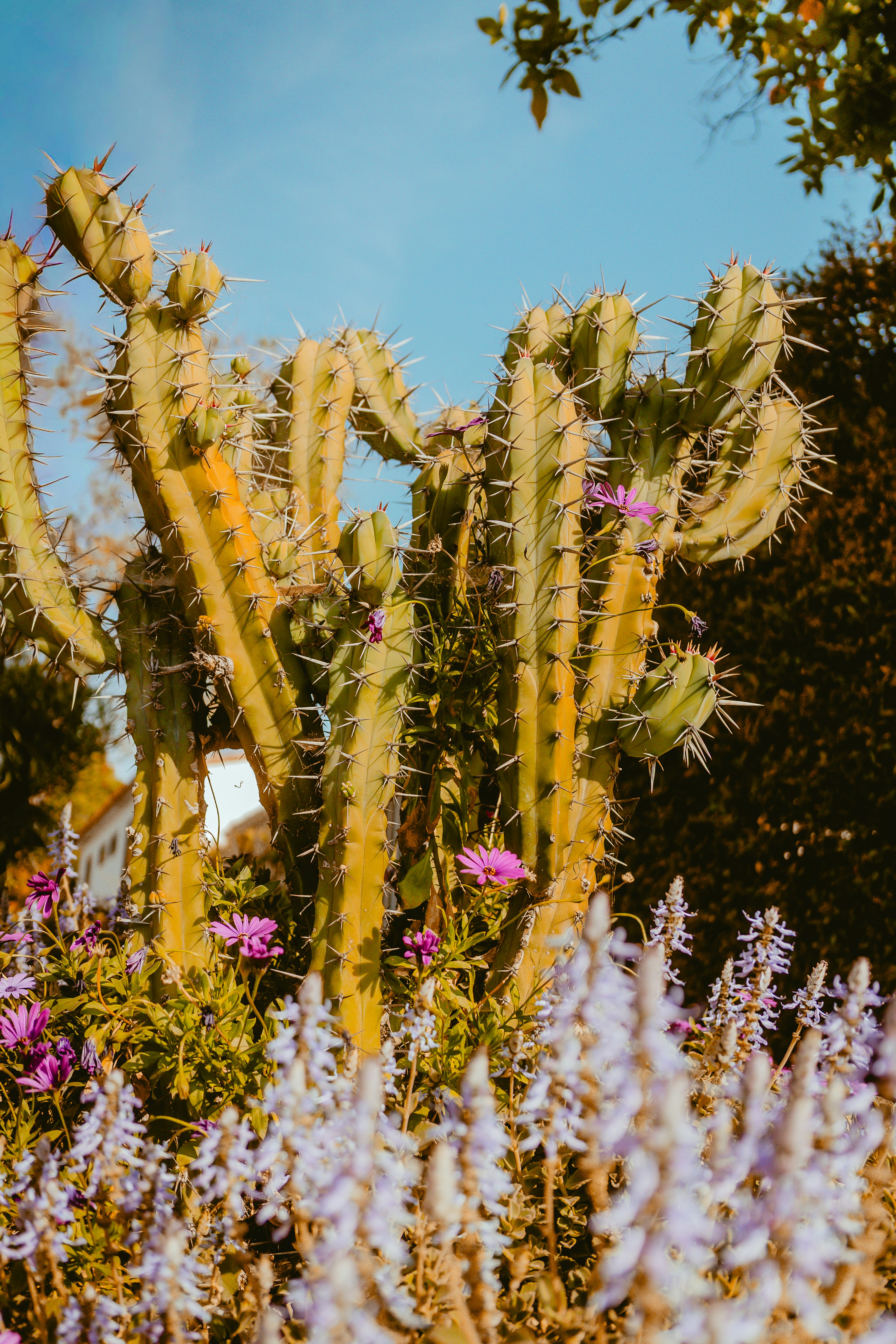 A tall cactus with pink and purple flowers.