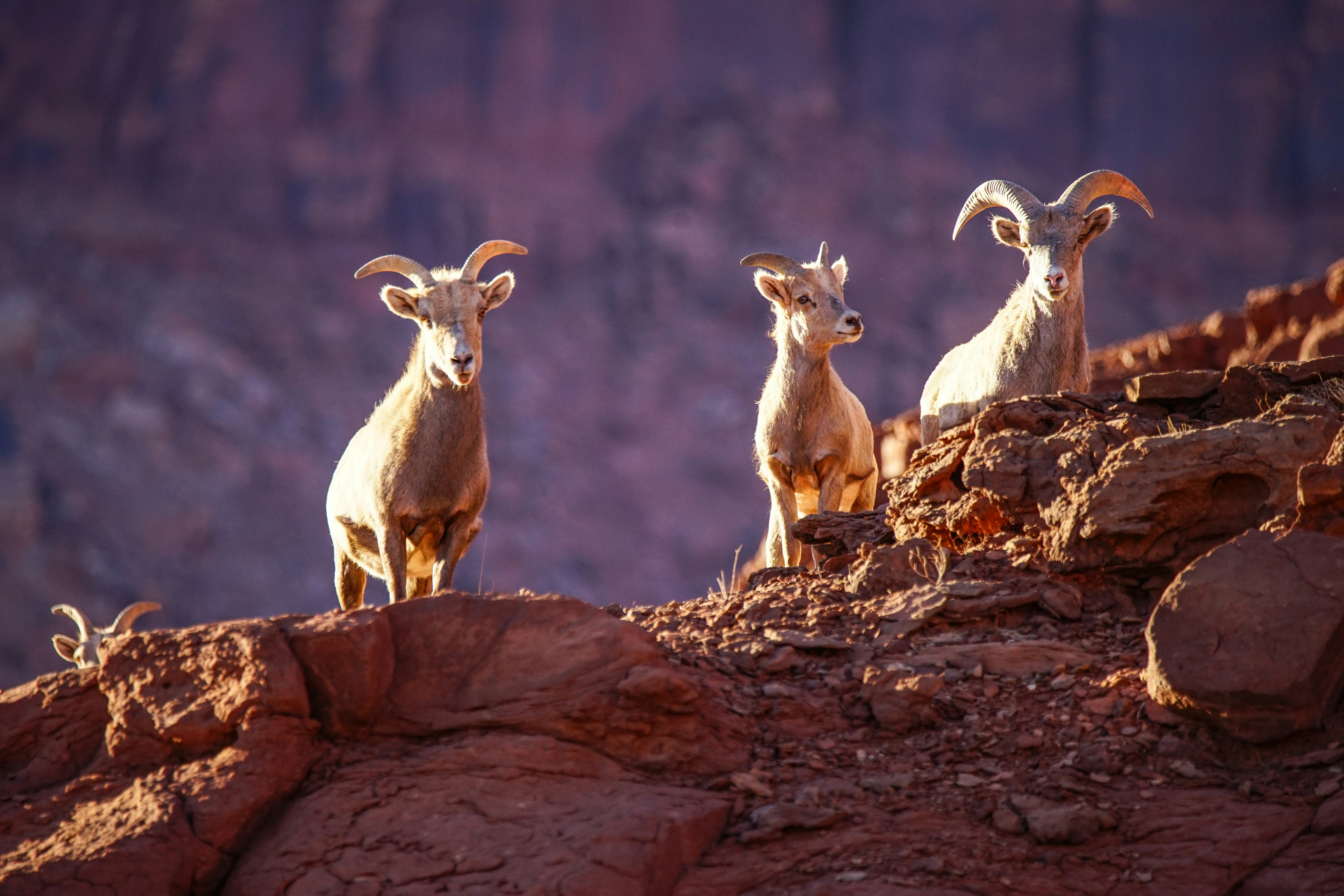 Three bighorn sheep stand on a rocky cliff.
