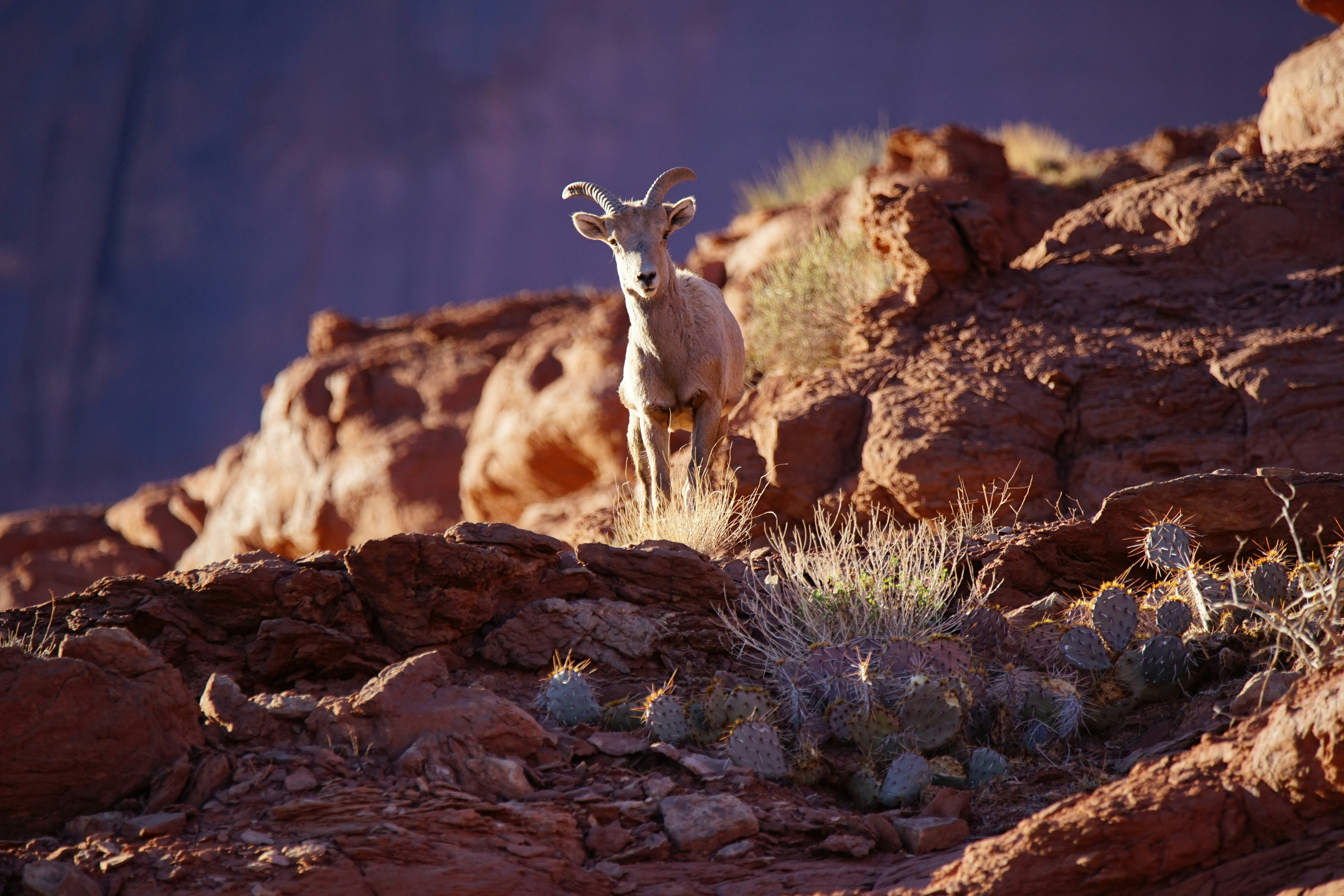 A bighorn sheep stands on a rocky, desert hillside.