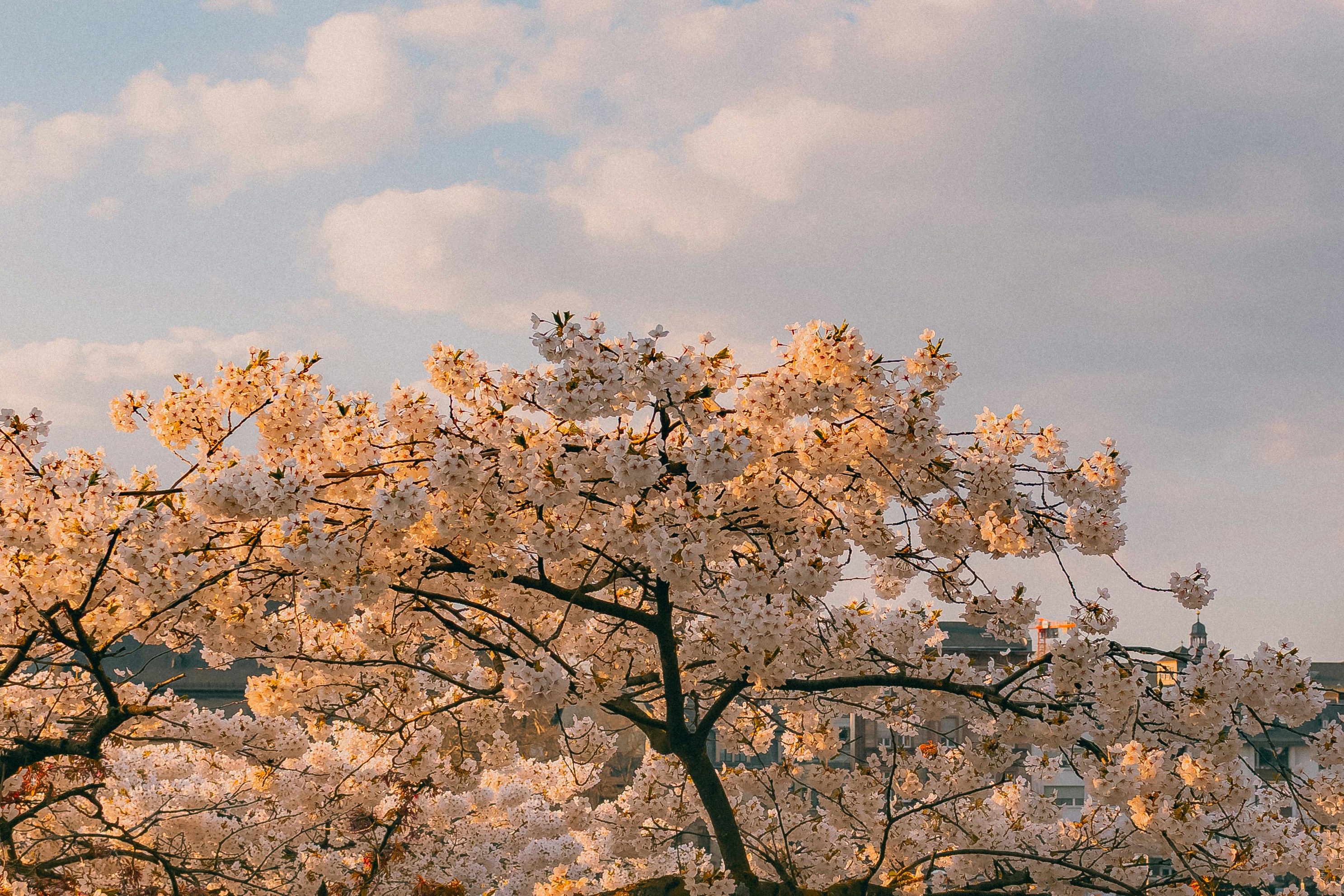 Photo by arlindphotography