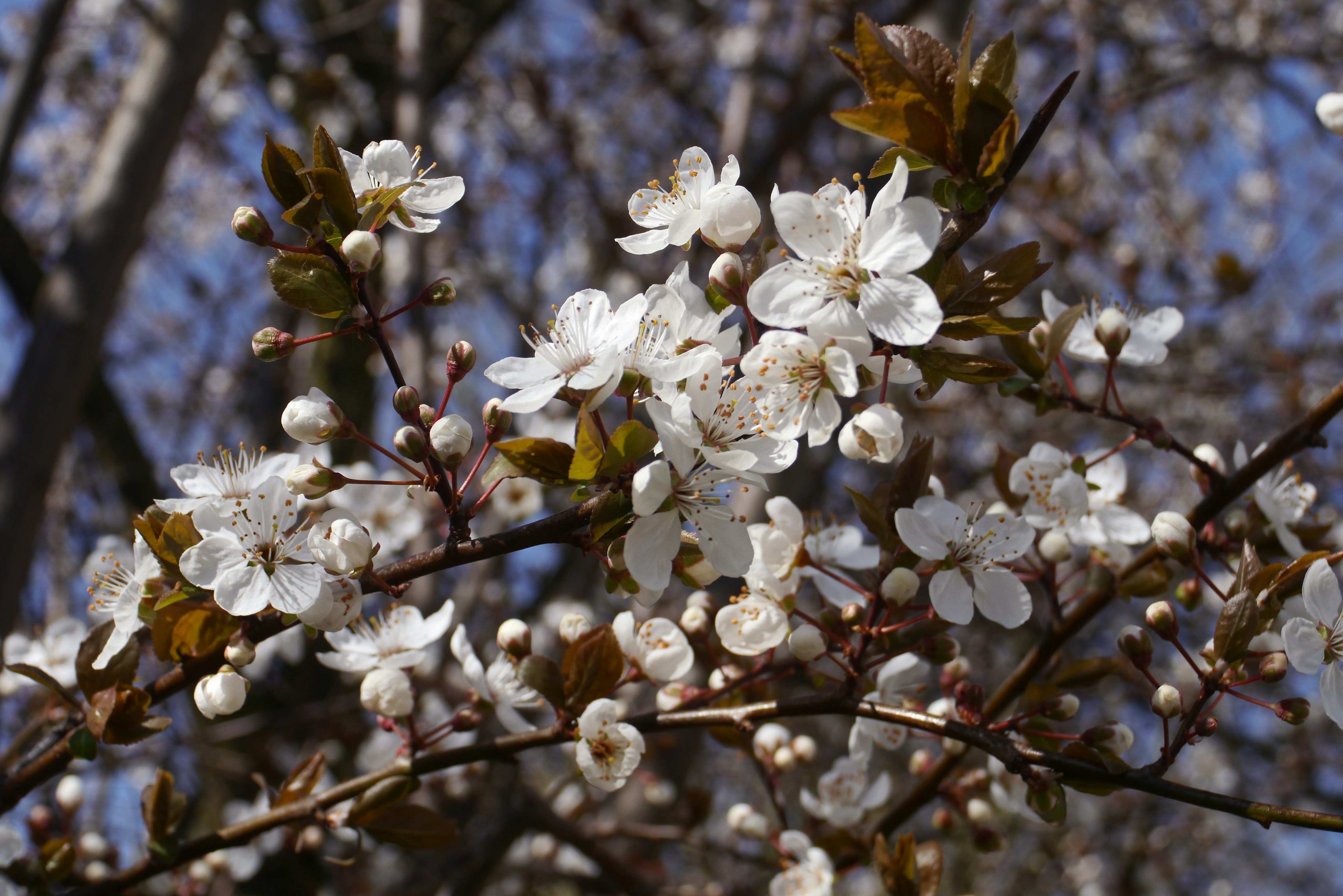 Photo by nikodemus777