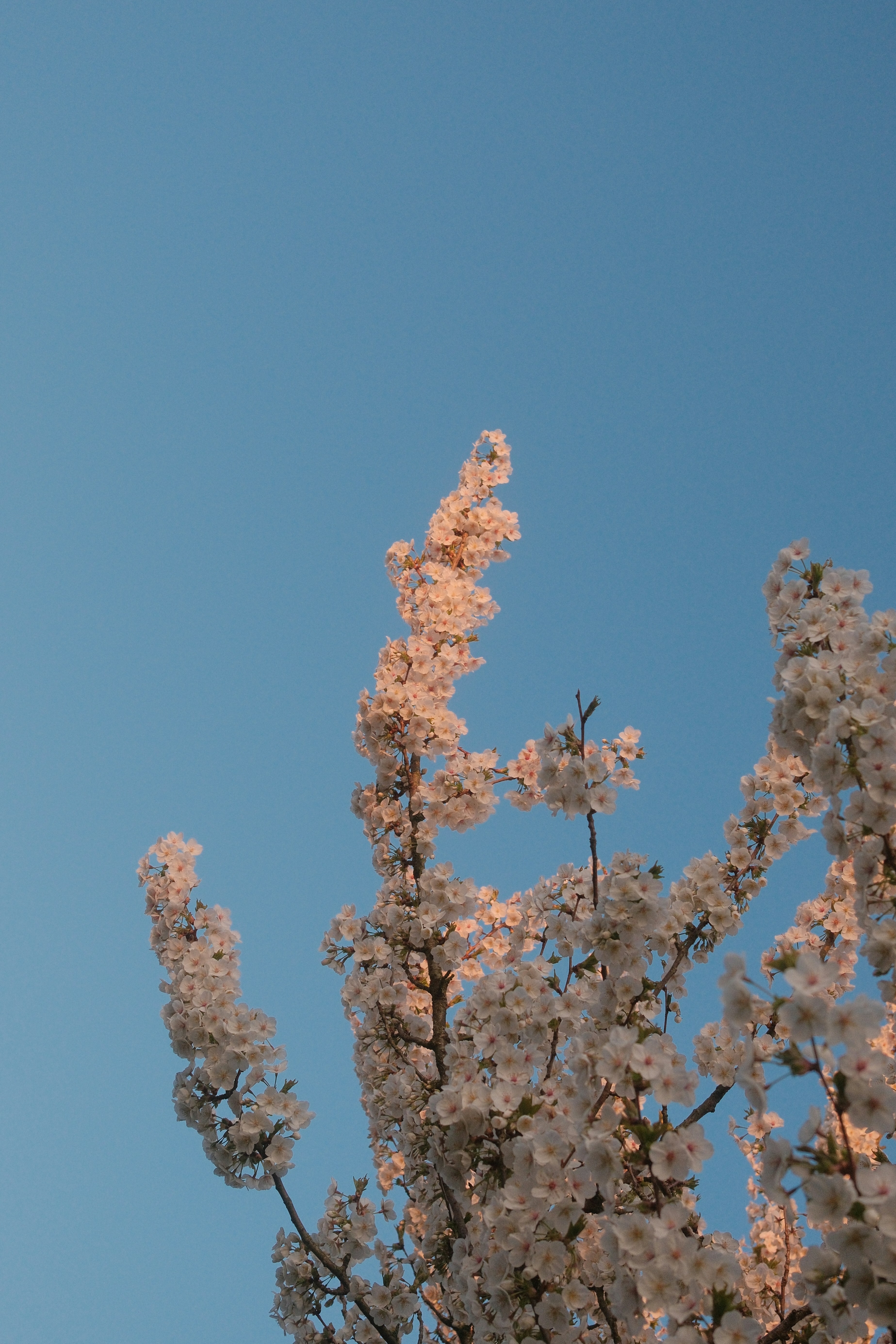 Kirschblüten blühen vor einem klaren blauen Himmel