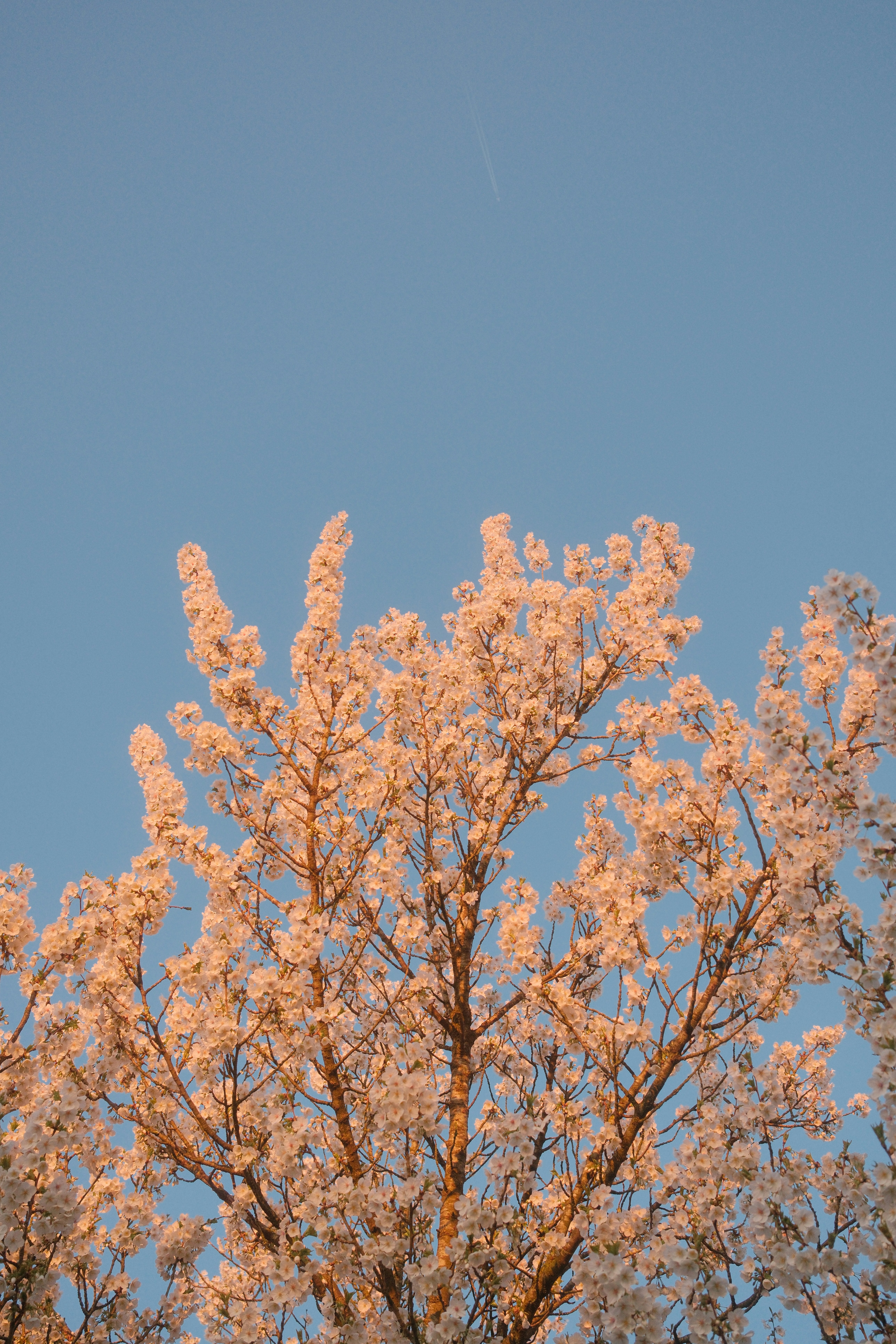 Ein blühender Baum vor einem klaren blauen Himmel.
