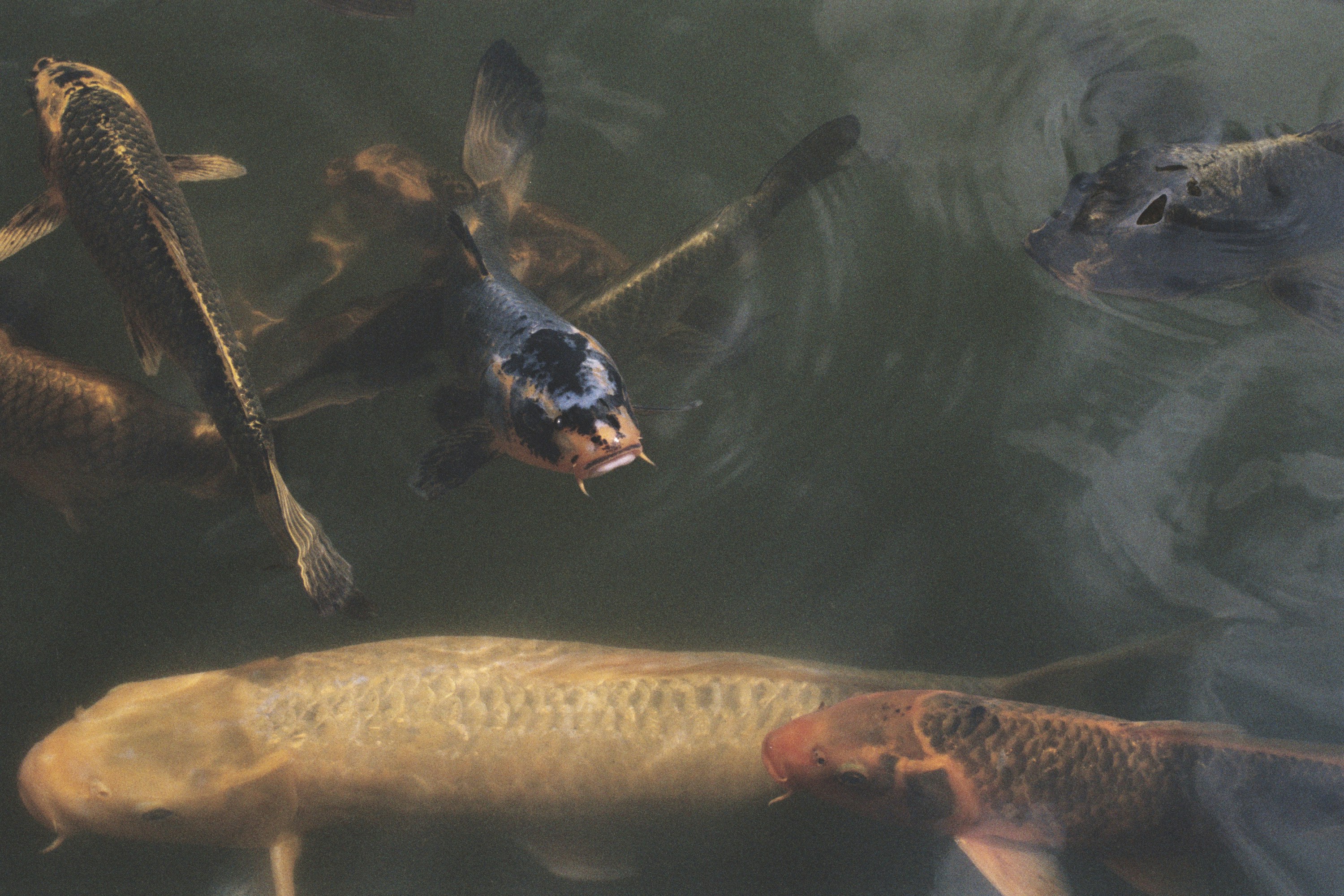 Beberapa ikan koi berenang di air keruh