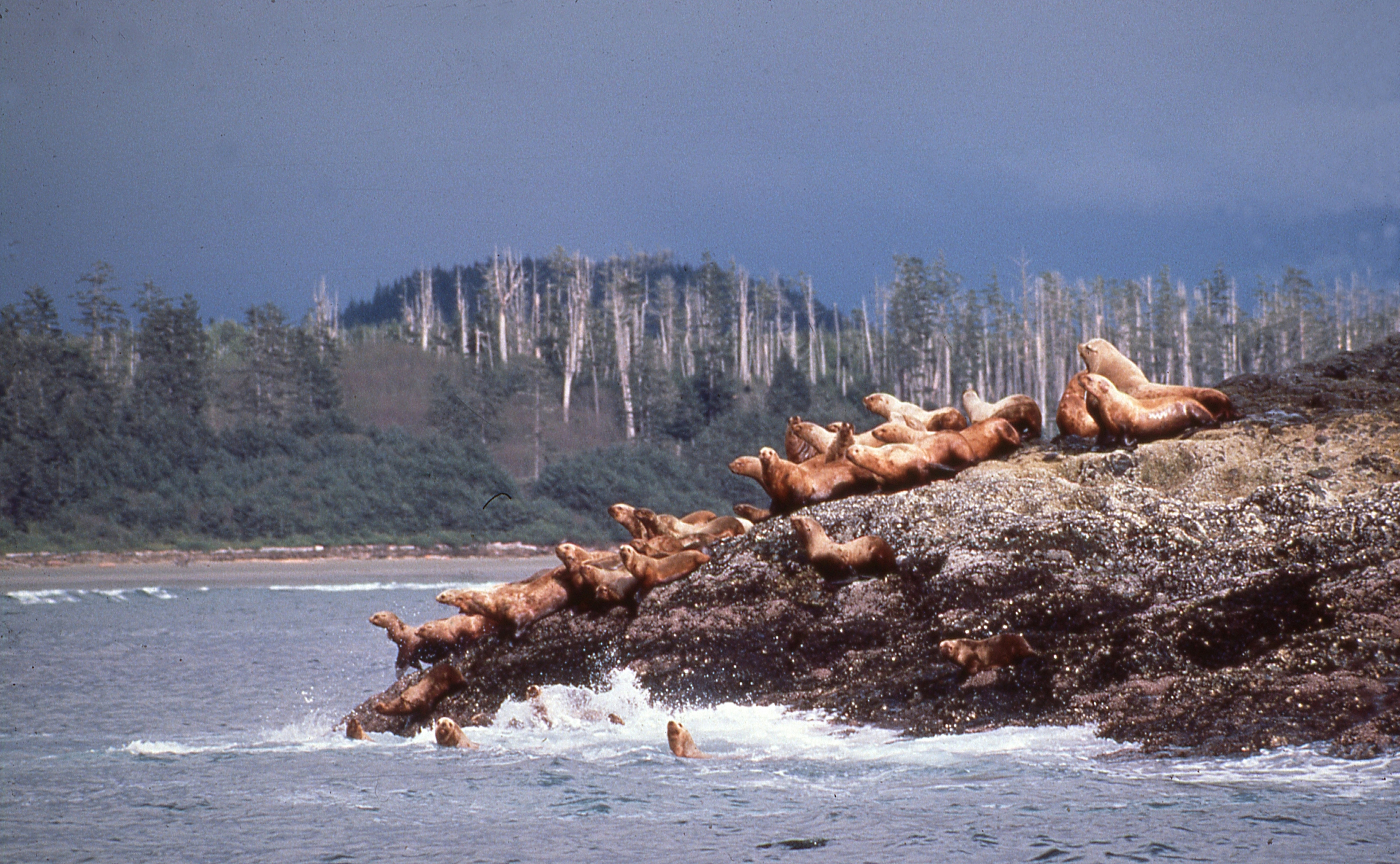 Sea lions resting on rocky shore with forest background