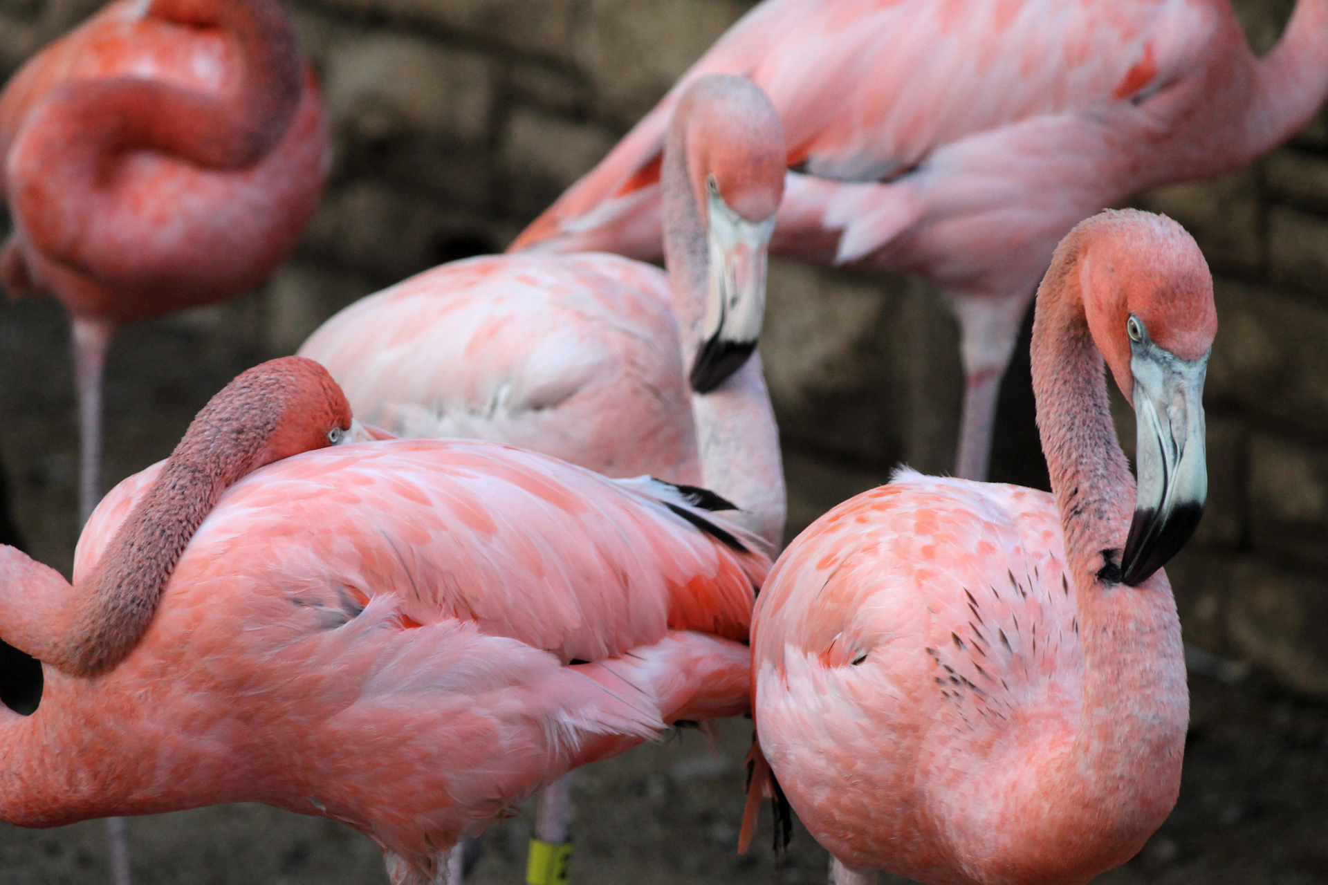 A group of pink flamingos standing together