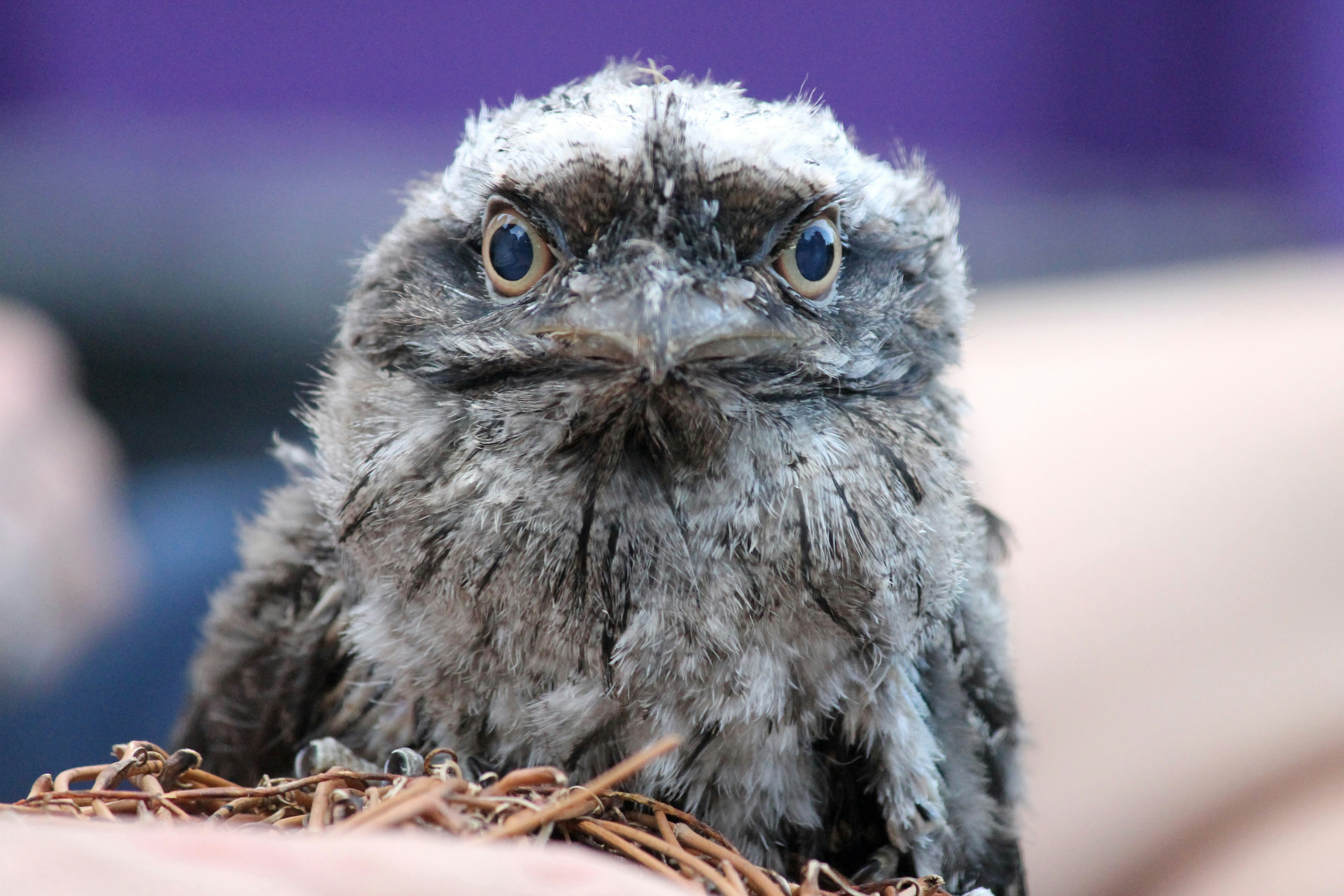 A fluffy grey bird with wide eyes looks forward