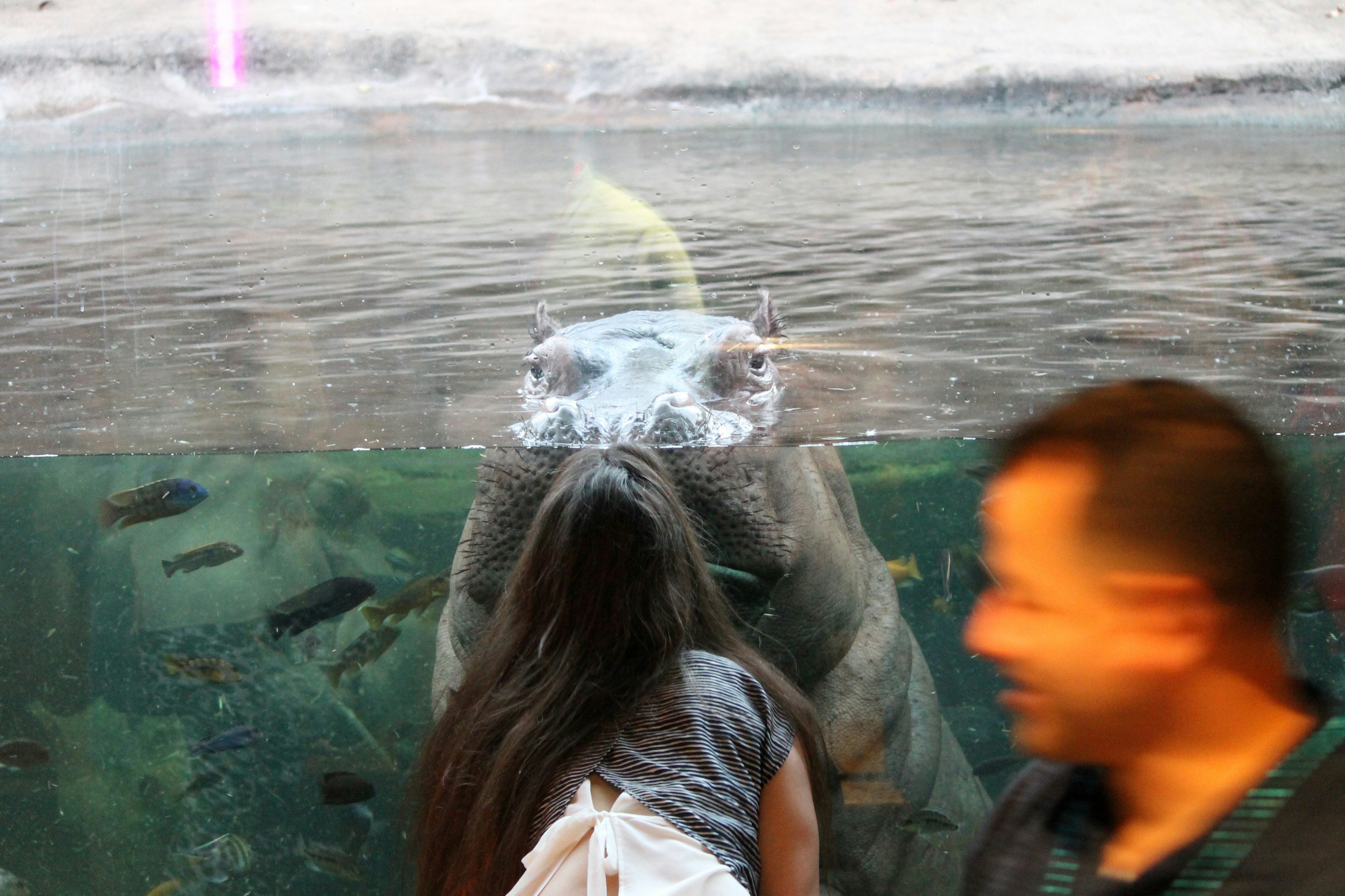 Girl getting up close with a hippo.