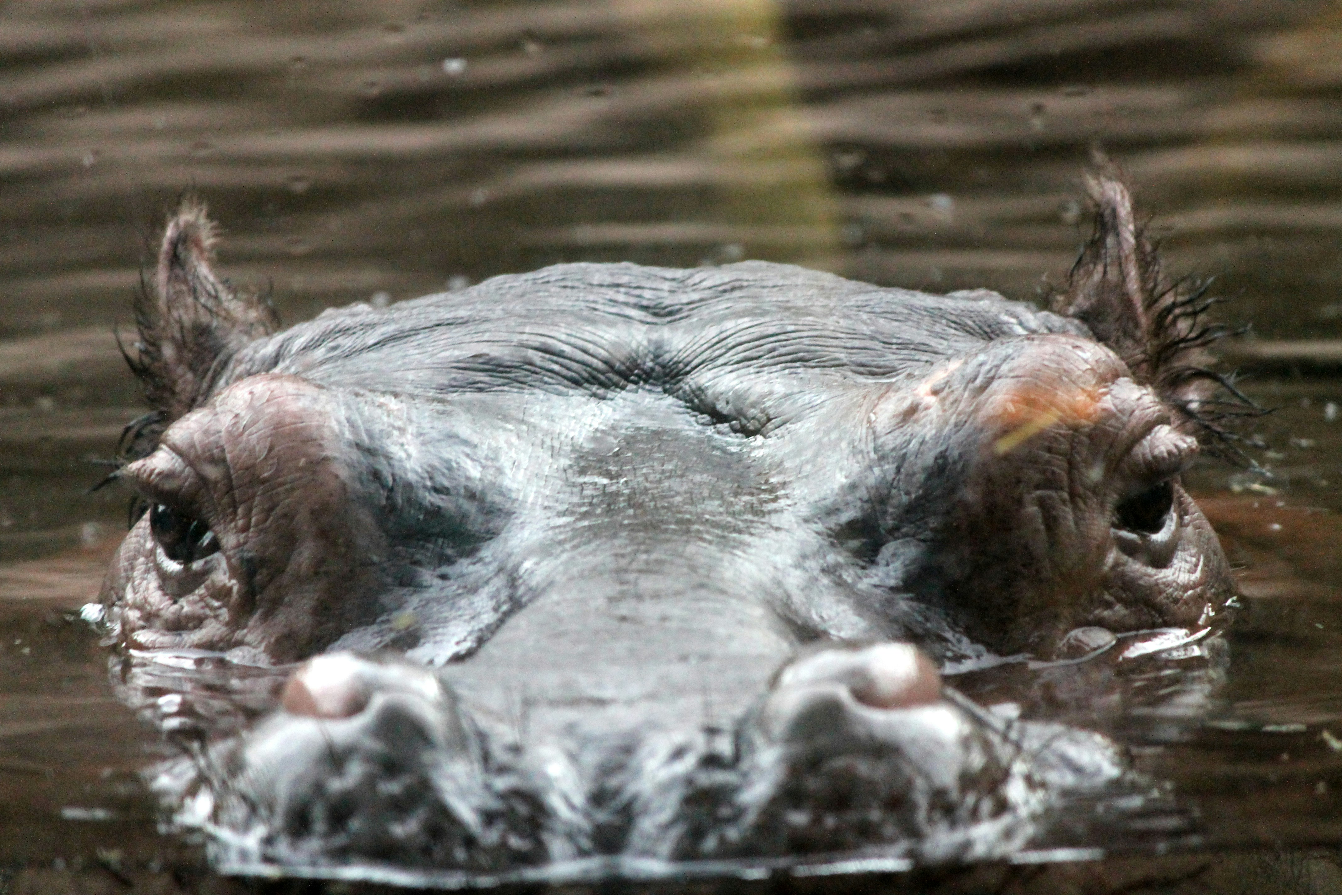 A hippopotamus peeking out of murky water.
