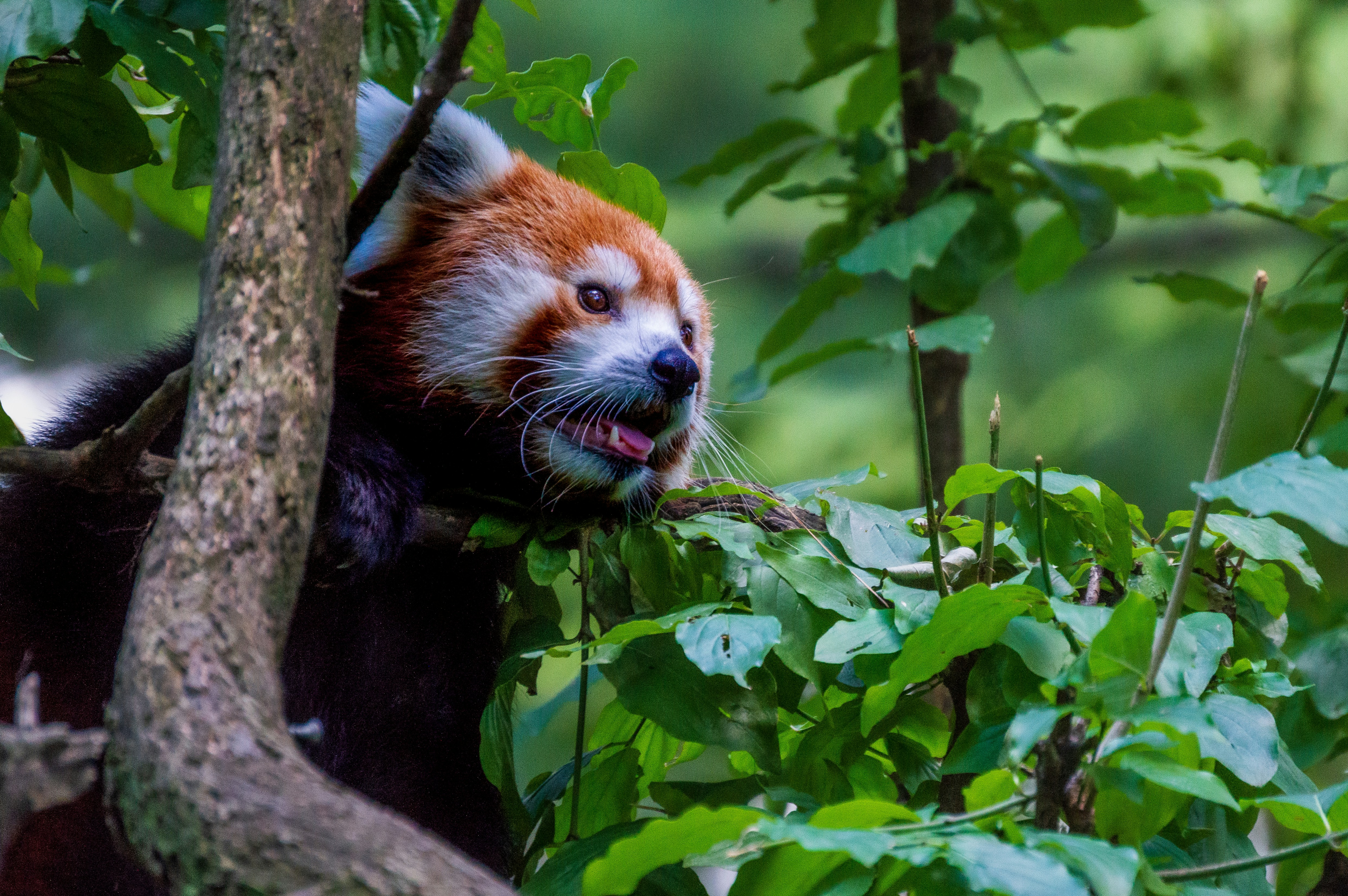 Red panda peeking through green leaves in a tree.