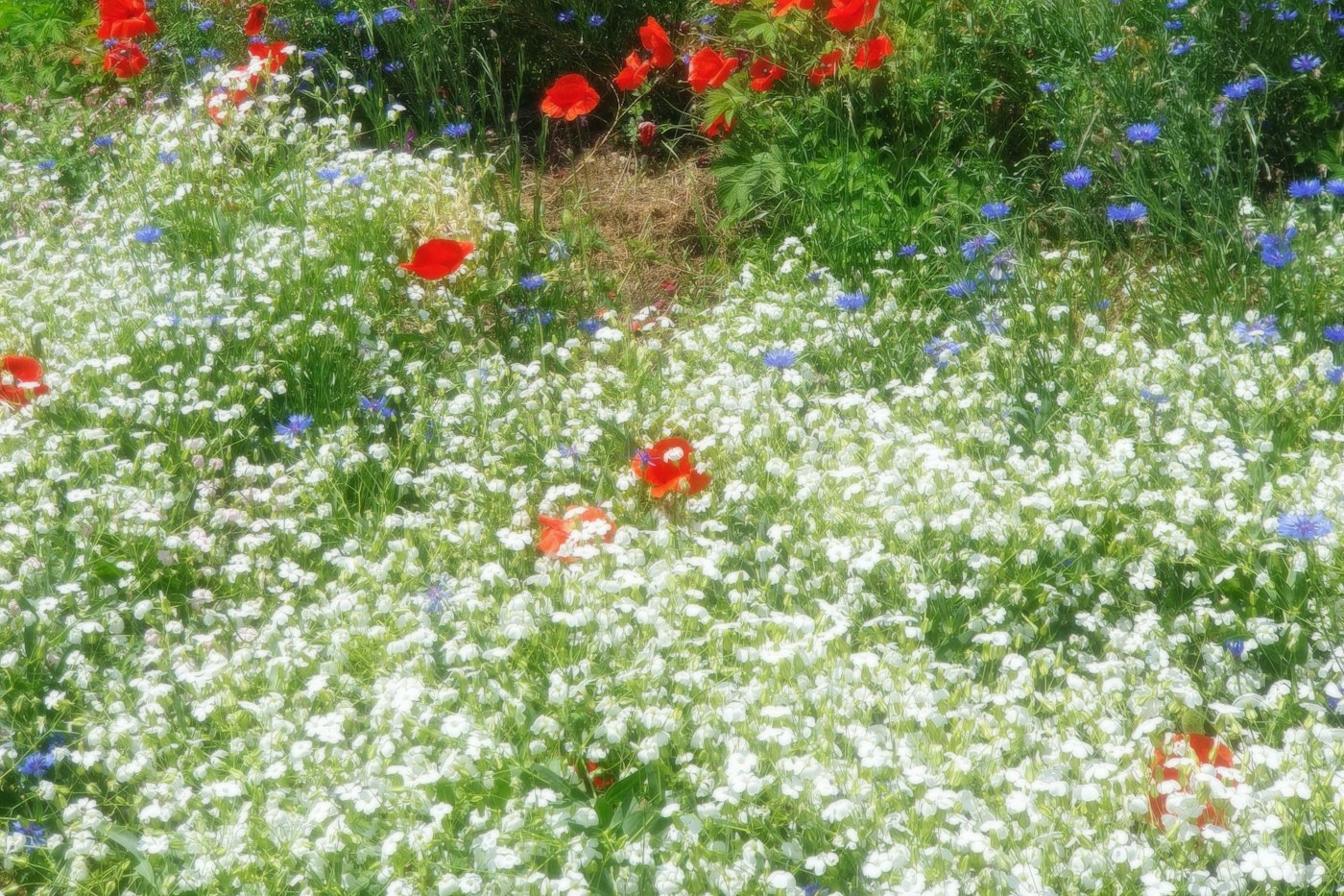 Field of colorful wildflowers in bloom