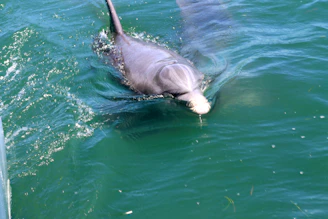 A dolphin swims in the green ocean water.