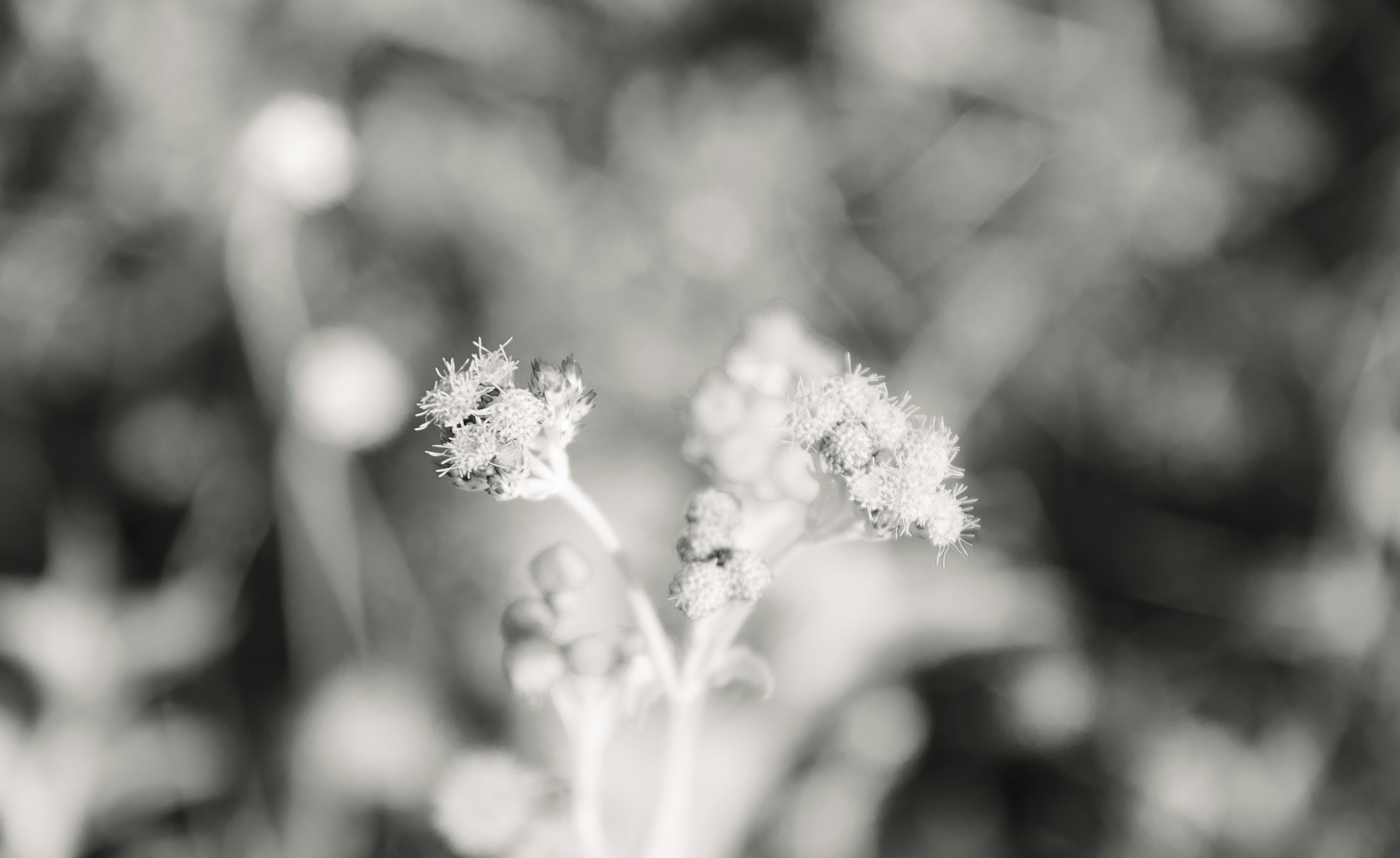 Photo by wu_hua_jiang