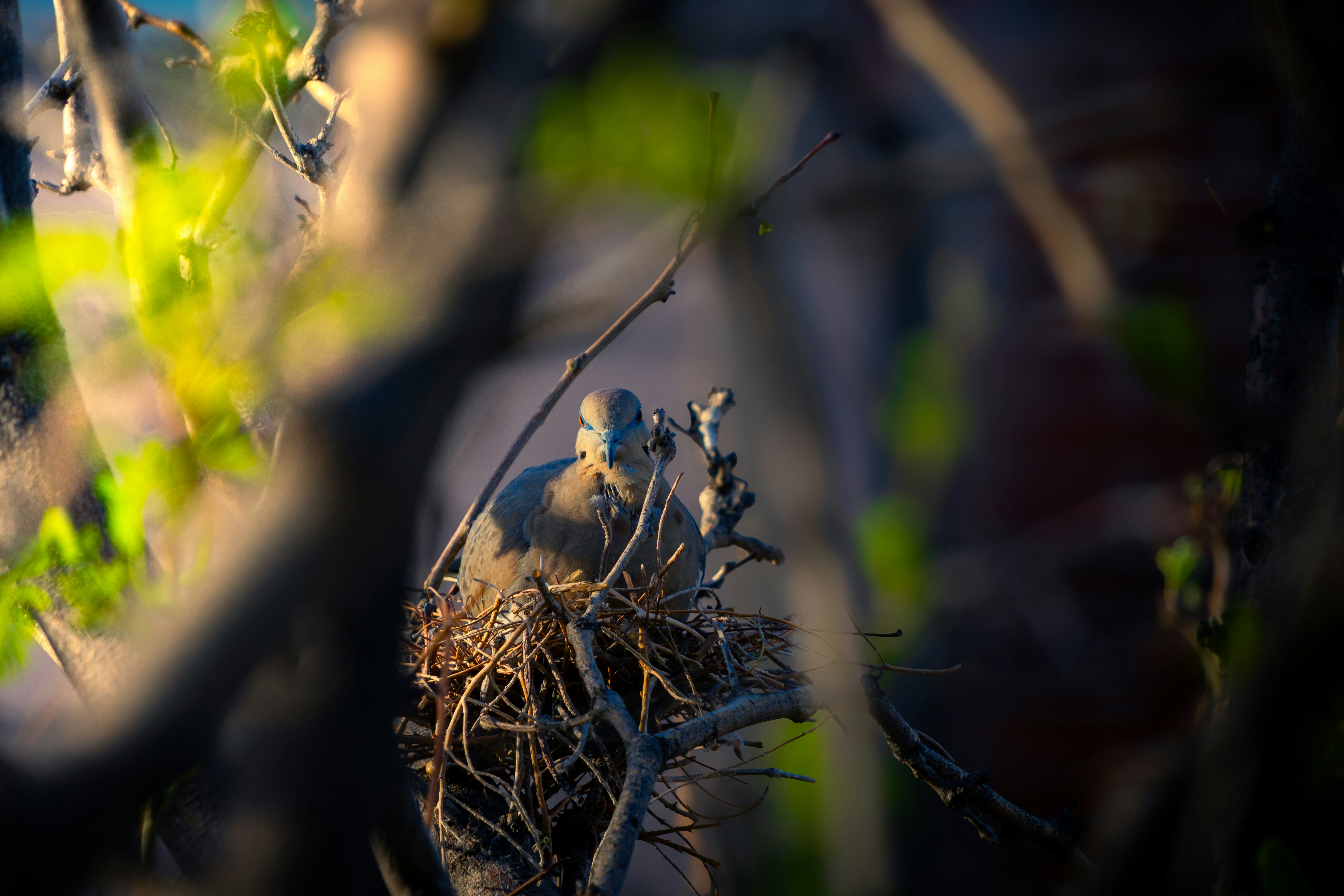 Ein Vogel sitzt in seinem Nest zwischen Ästen