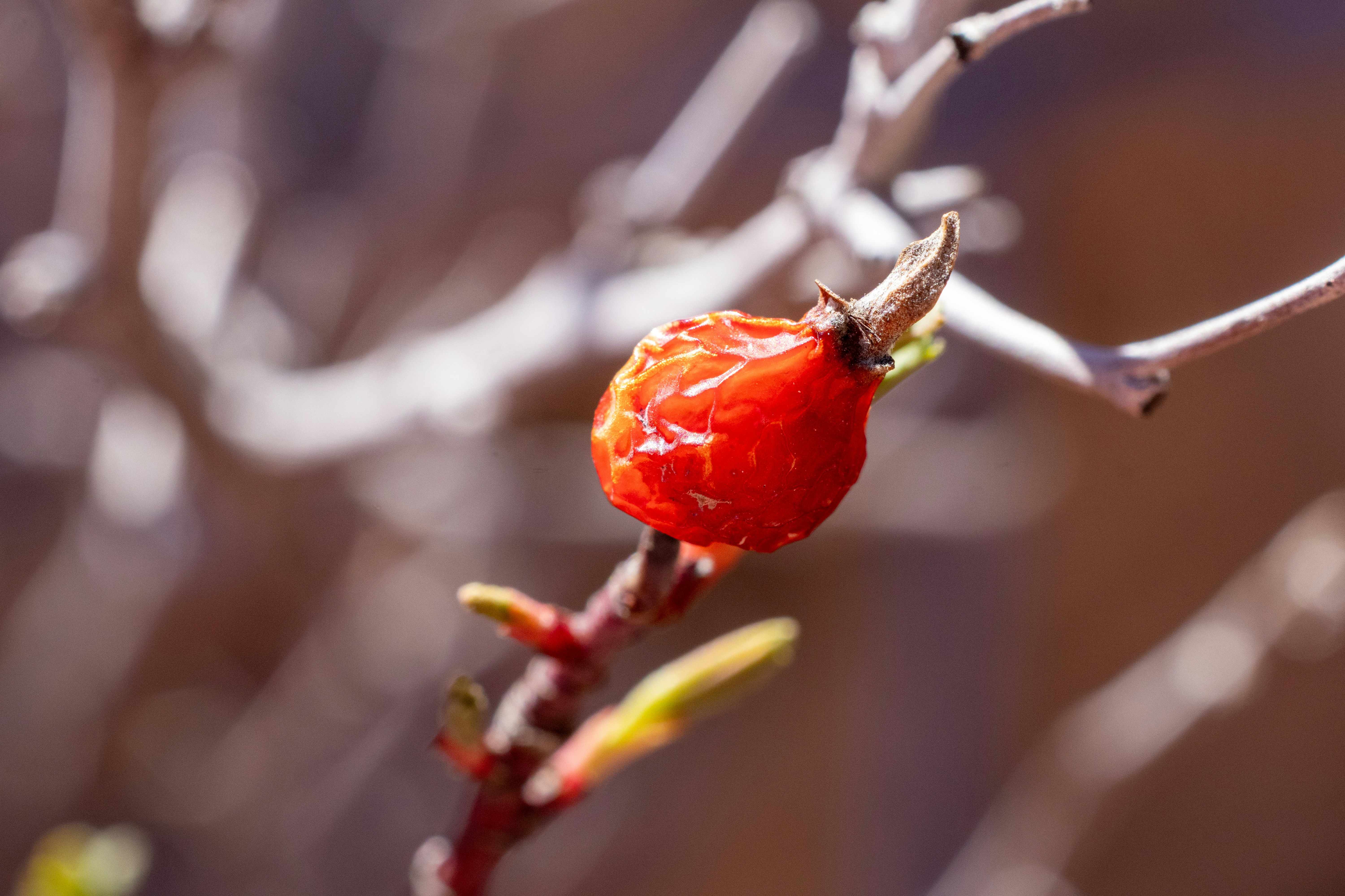 A single red berry on a bare branch