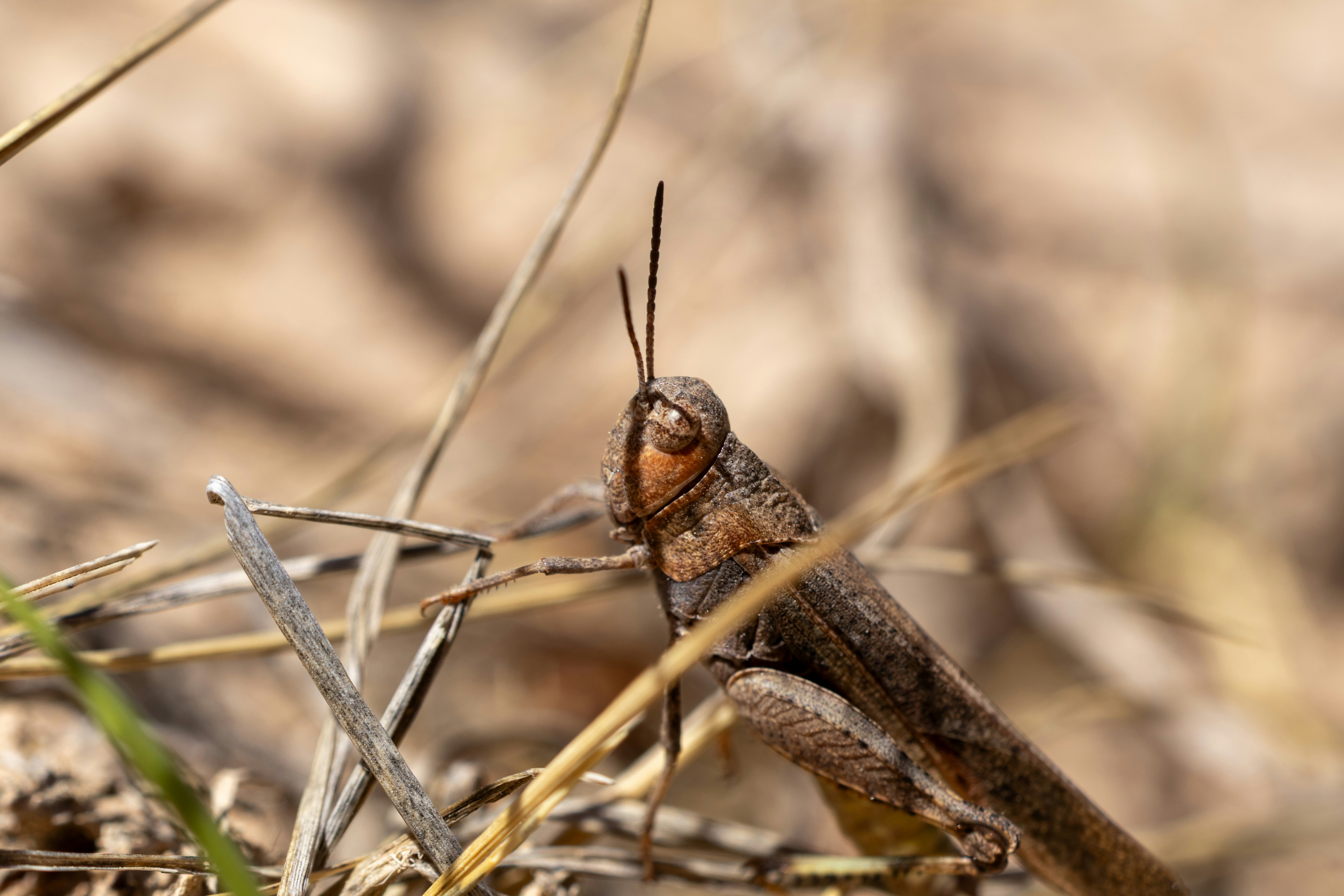 A close-up view of a grasshopper on dry grass.