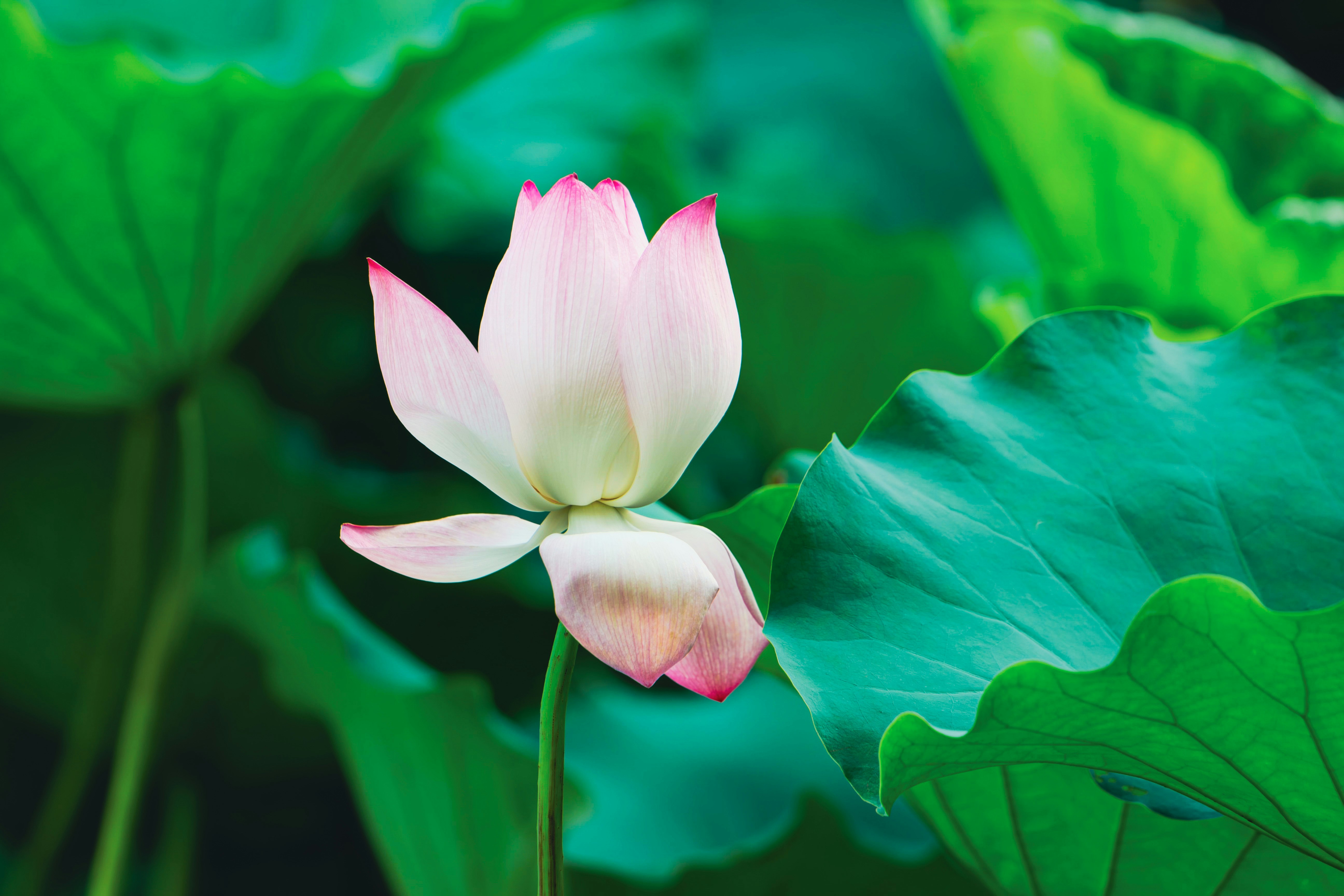 A single pink lotus flower surrounded by green leaves.