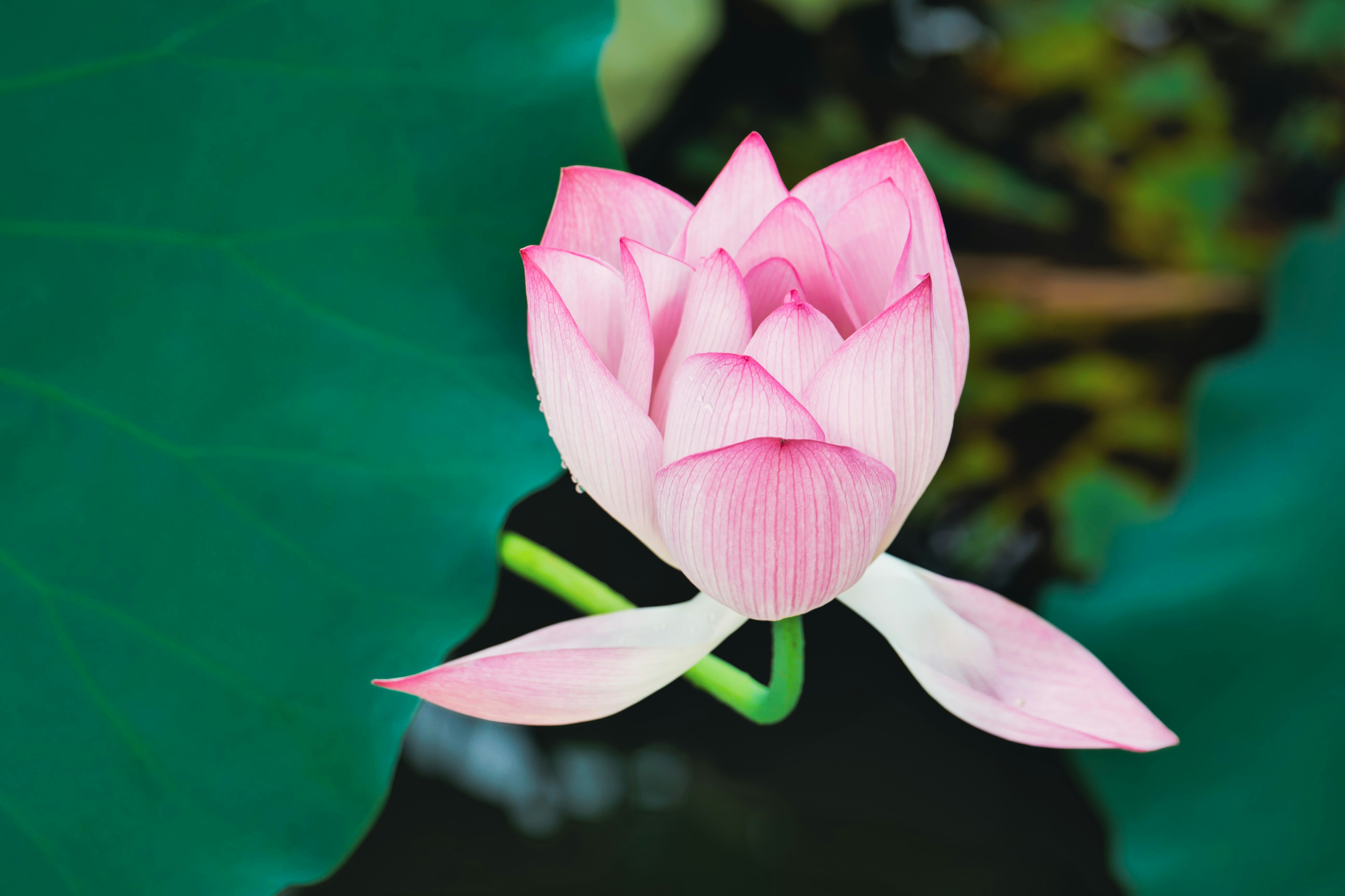 A delicate pink lotus flower with green leaves.
