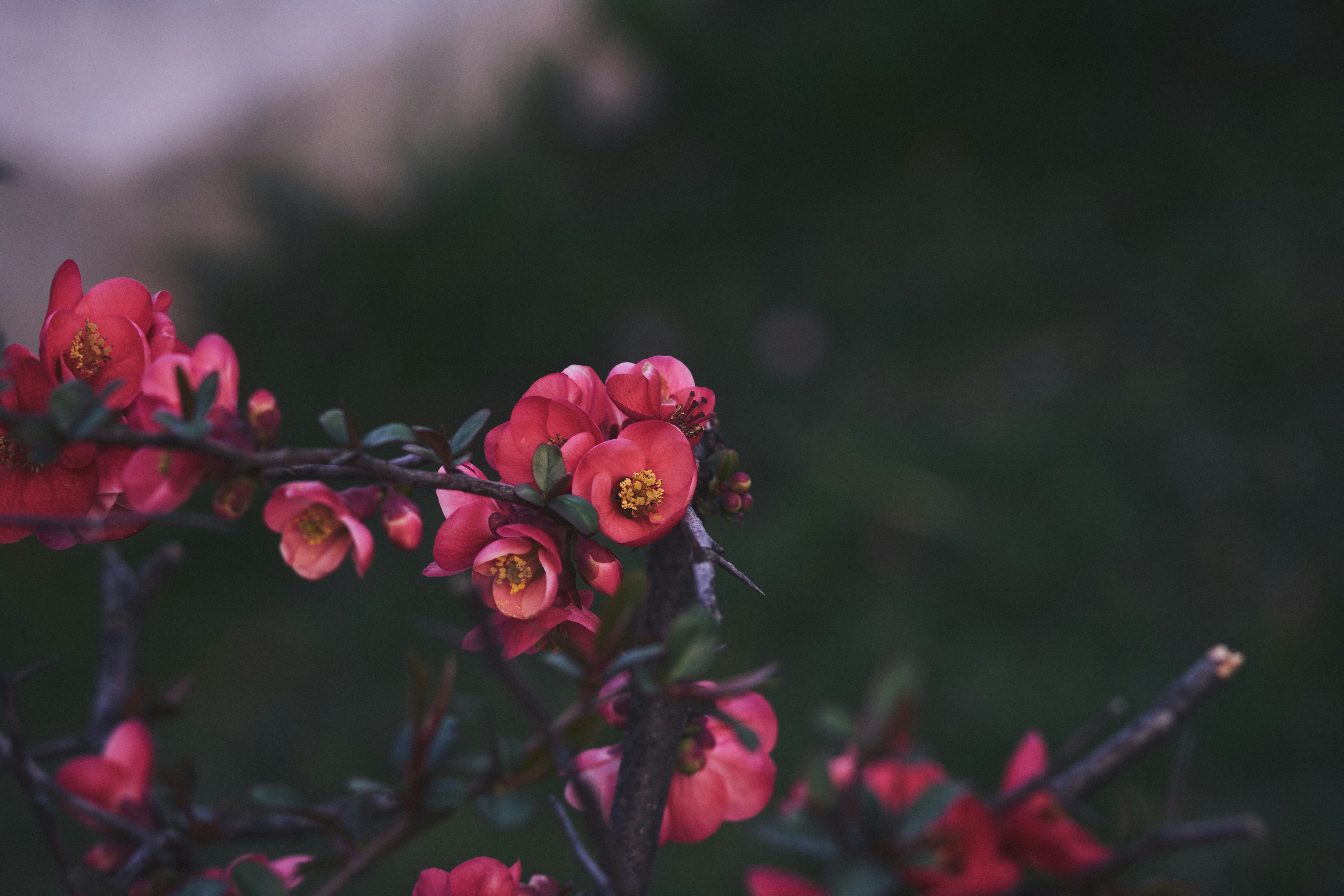 Photo by mikhailrepin