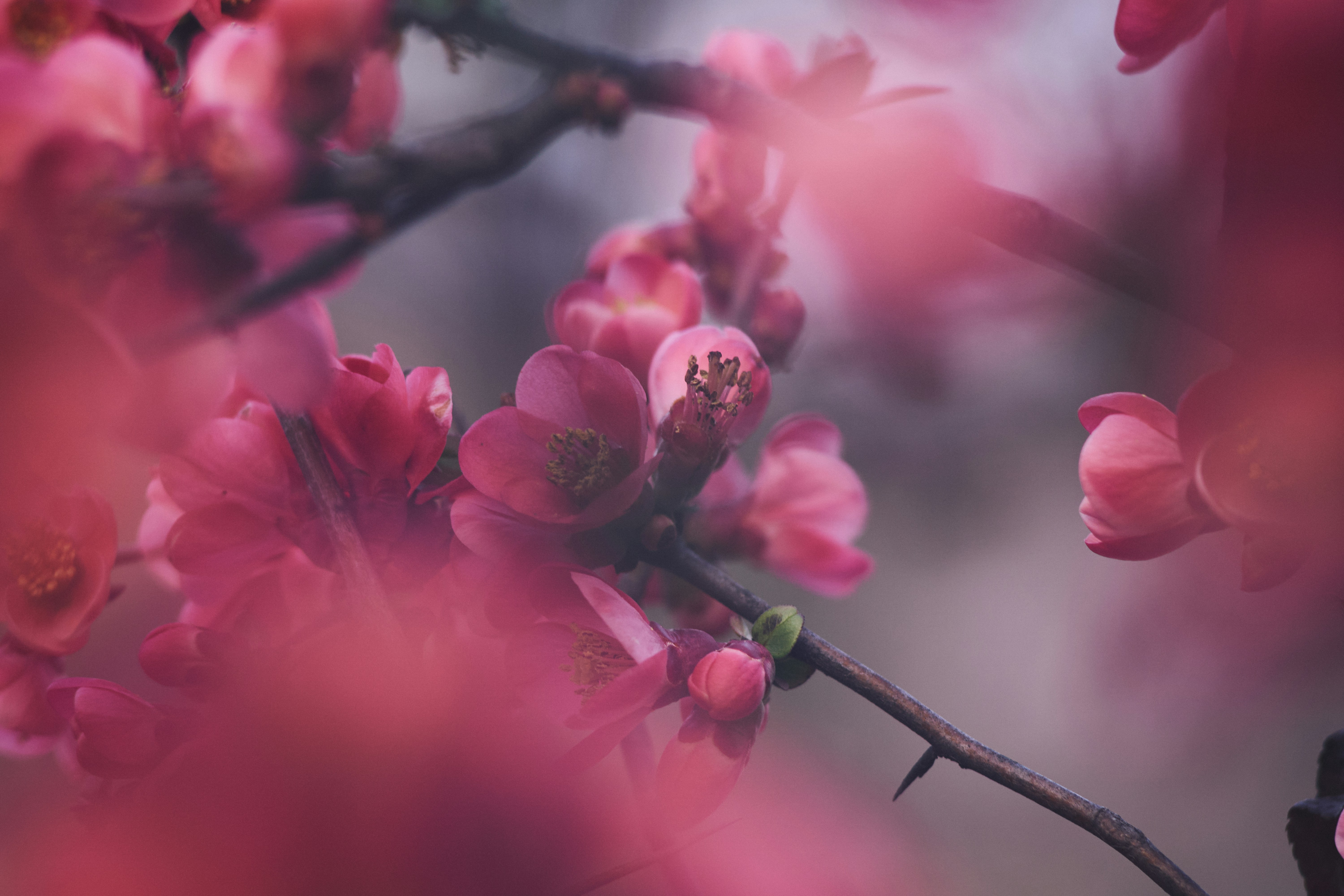 Photo by mikhailrepin