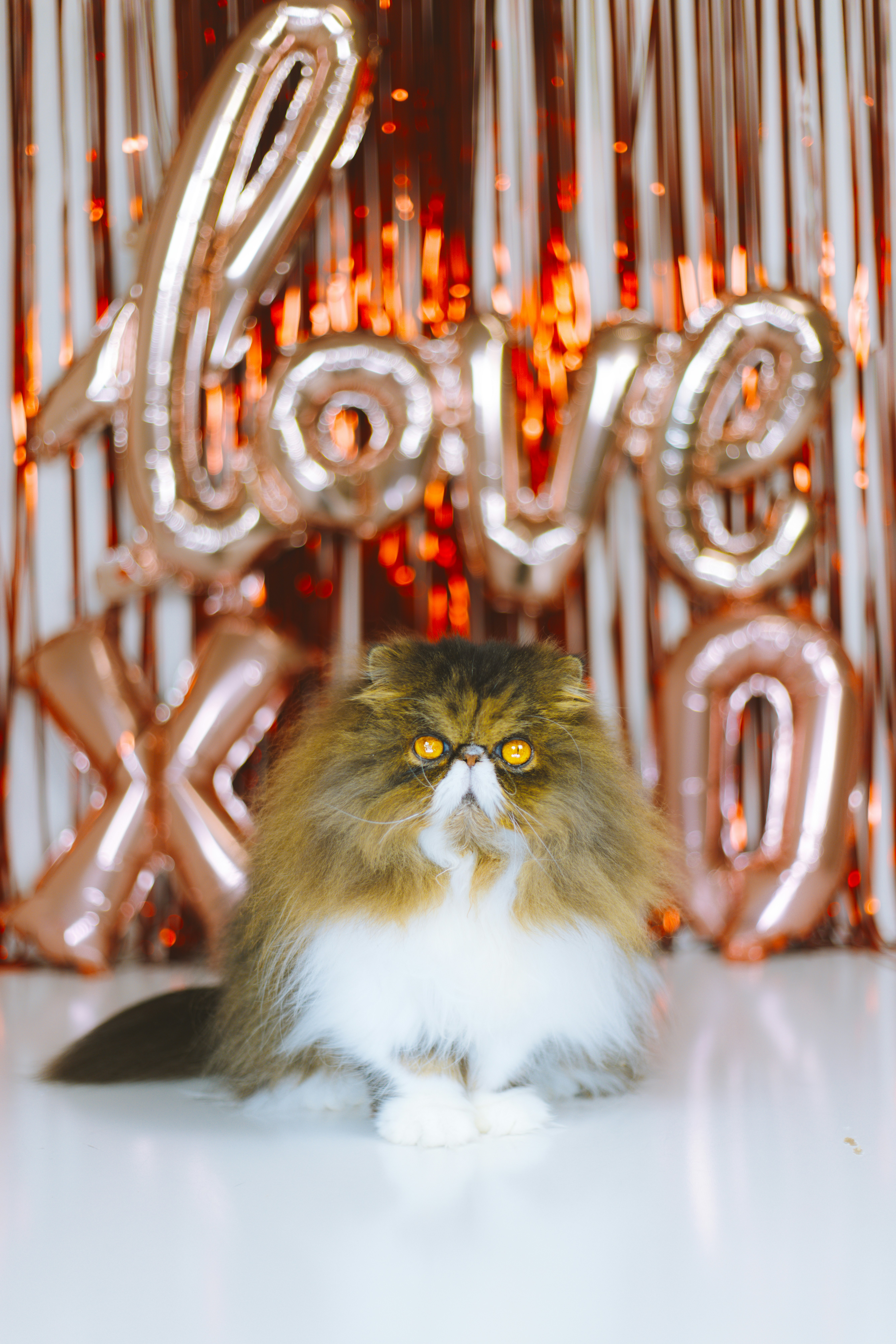 Kucing berbulu duduk di depan balon emas mawar.