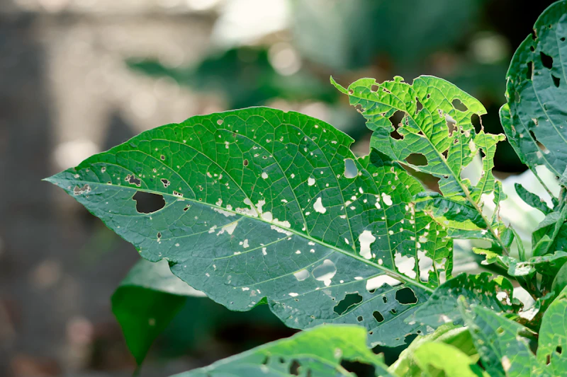 Chewing Damage — Caterpillars & Leaf-Eating Larvae