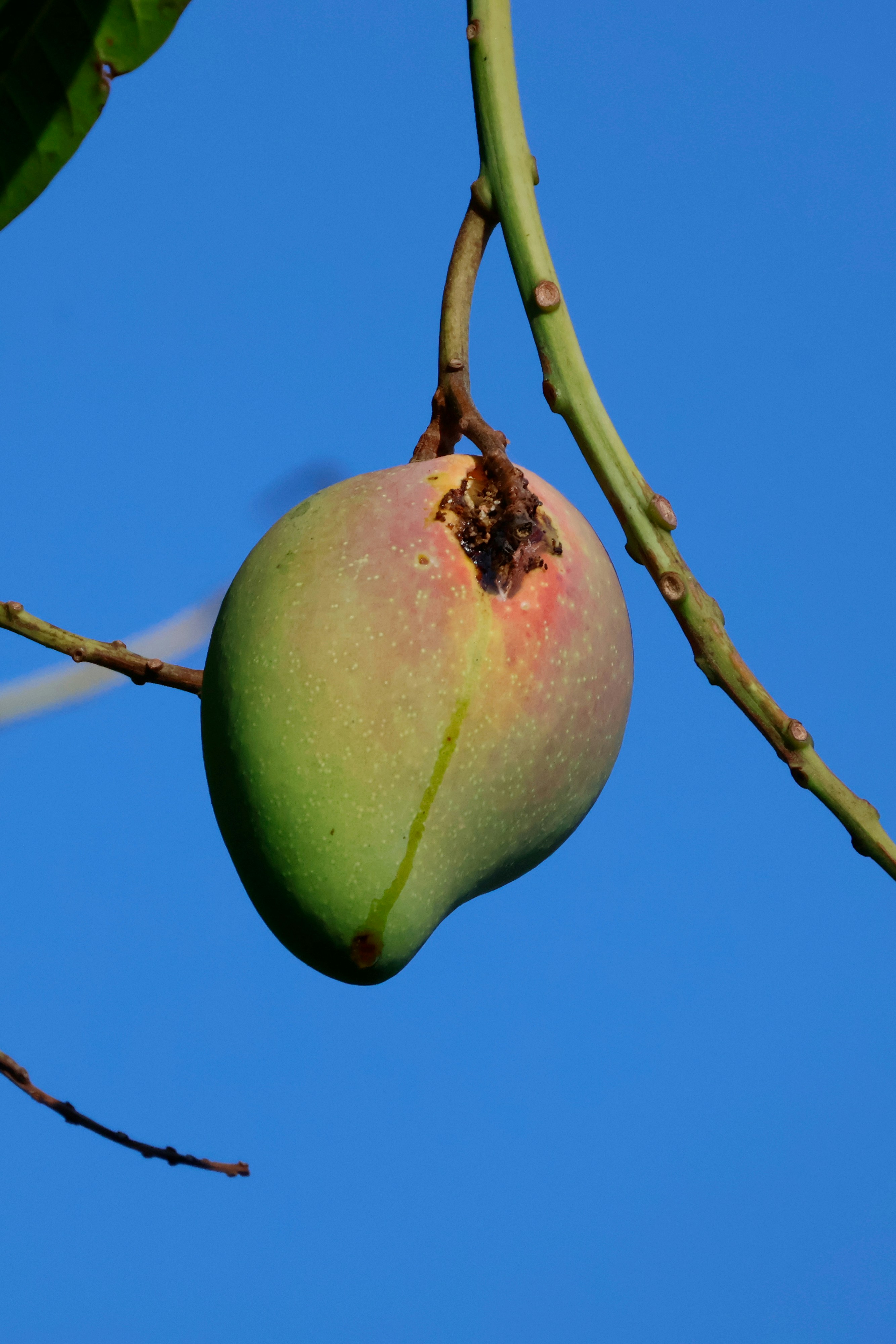 A single mango hangs from a branch against blue sky