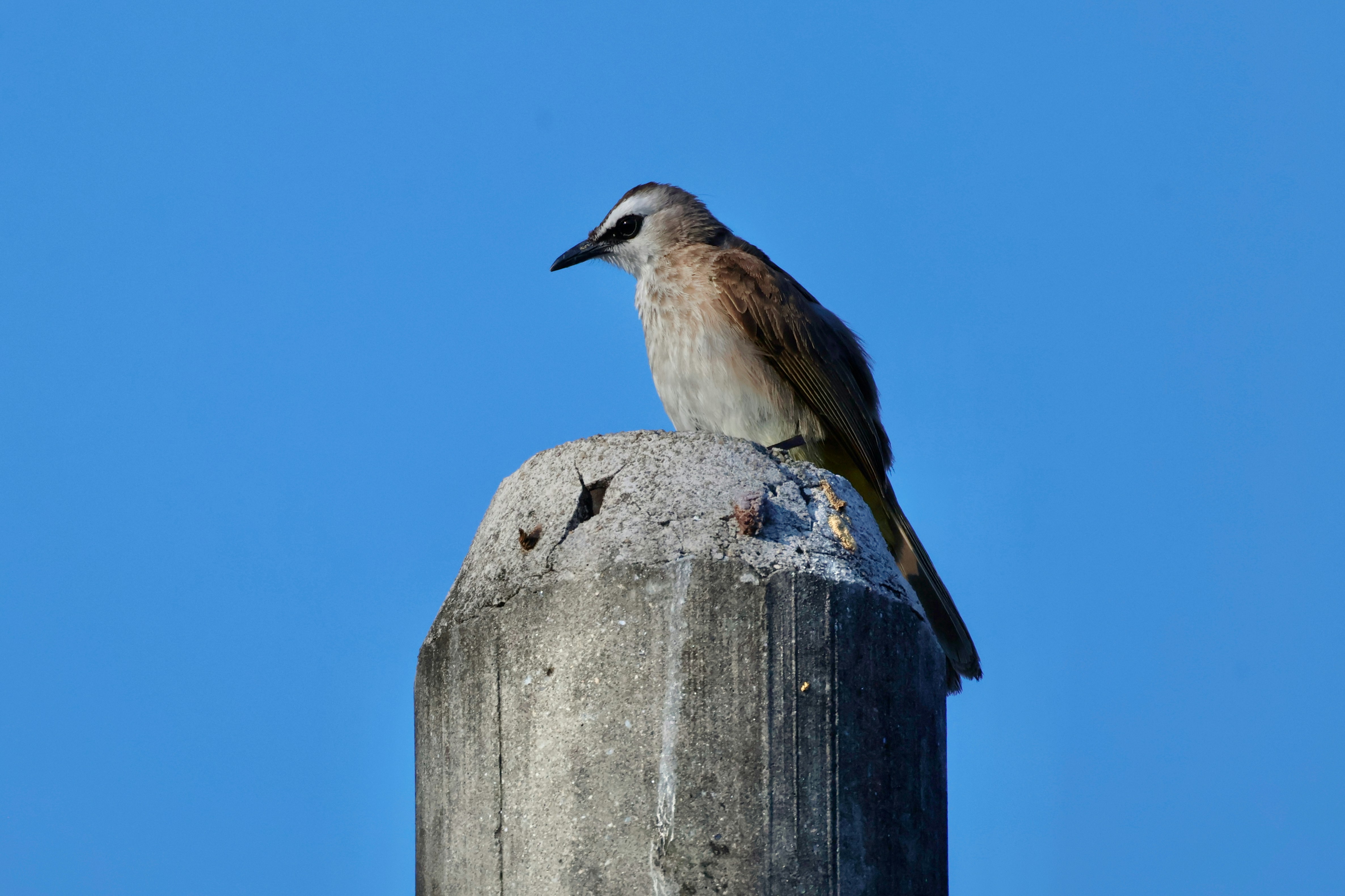 A small bird perched on a concrete post.