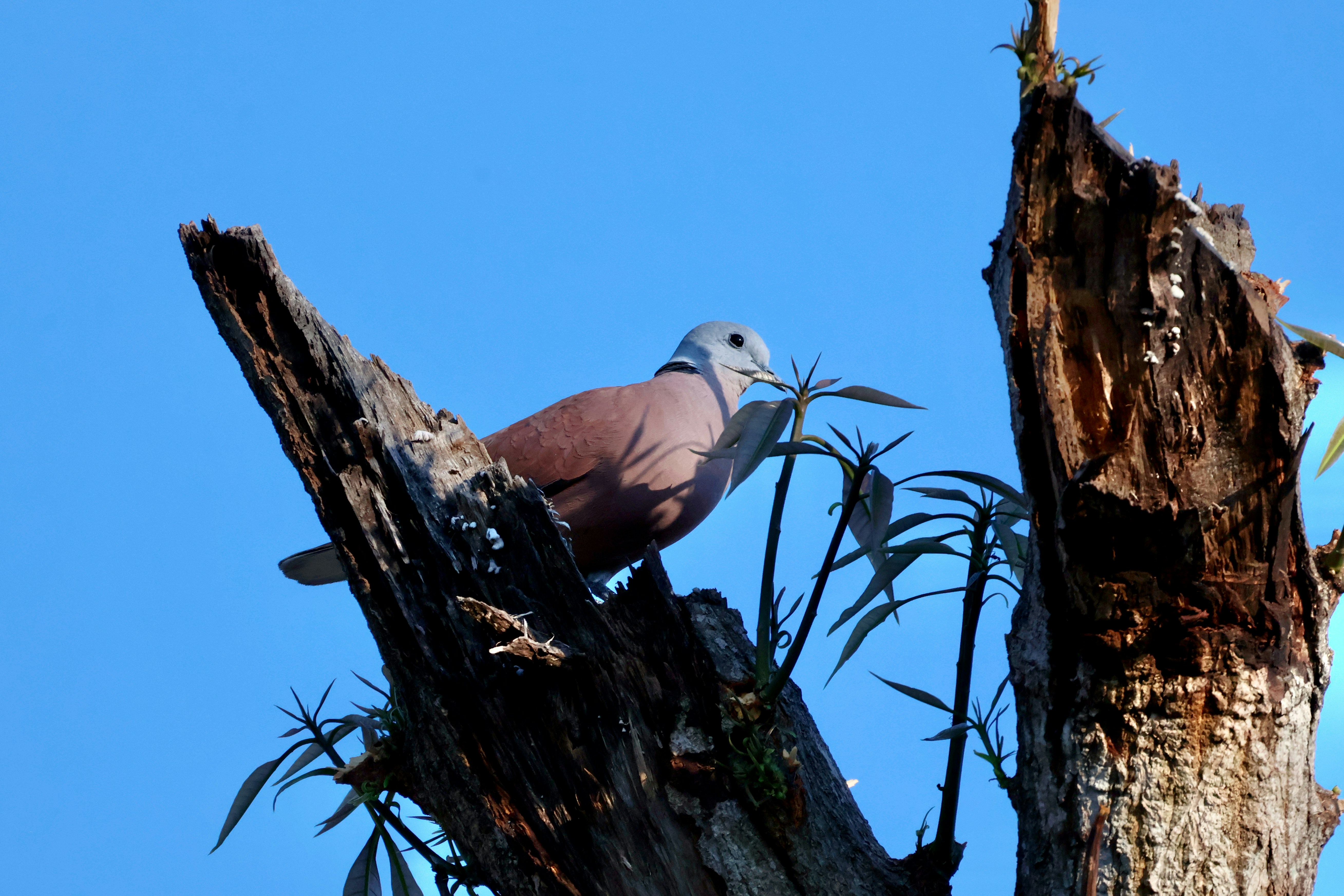 A pink bird perched on a dead tree branch.
