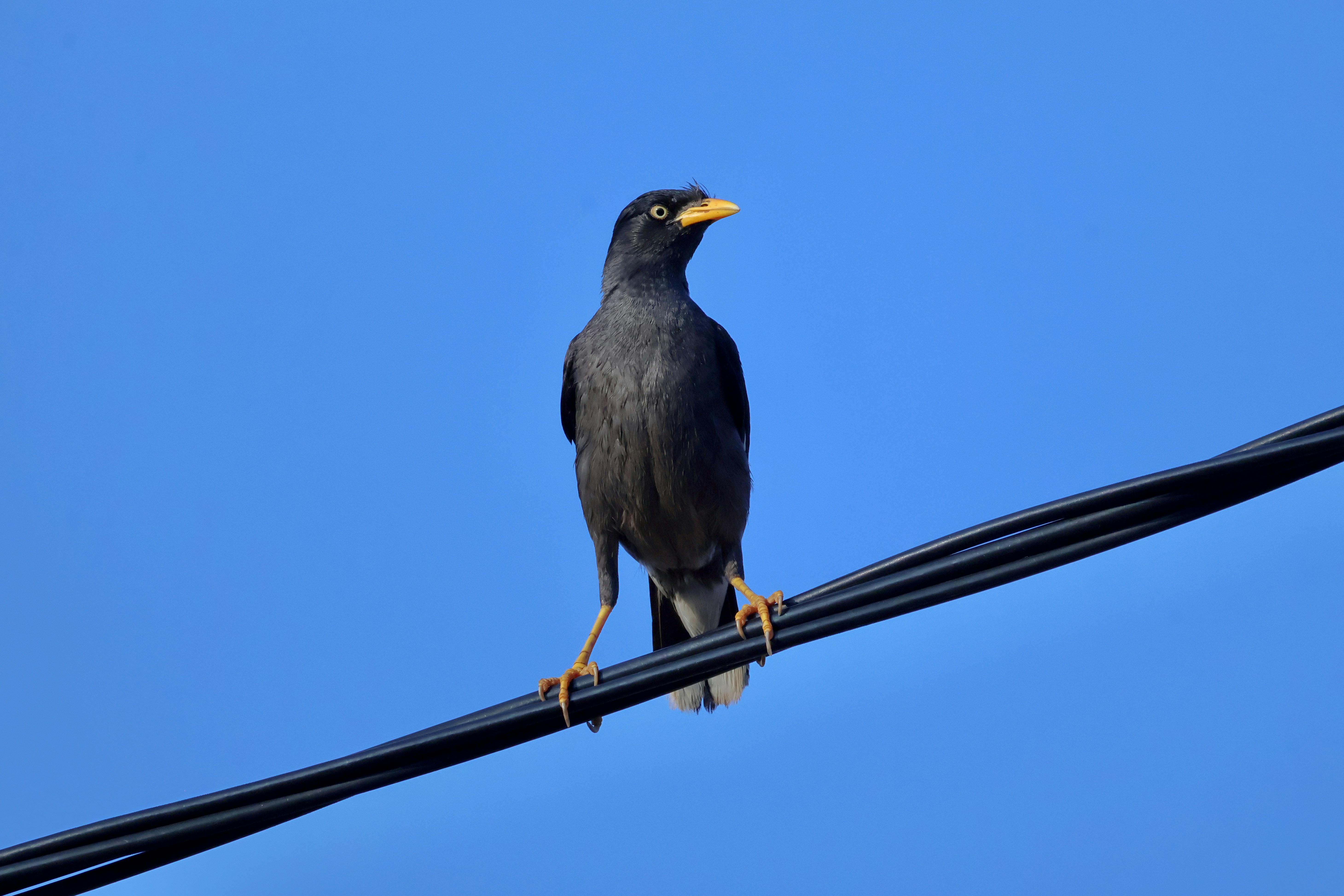 A dark bird perched on a wire against blue sky.