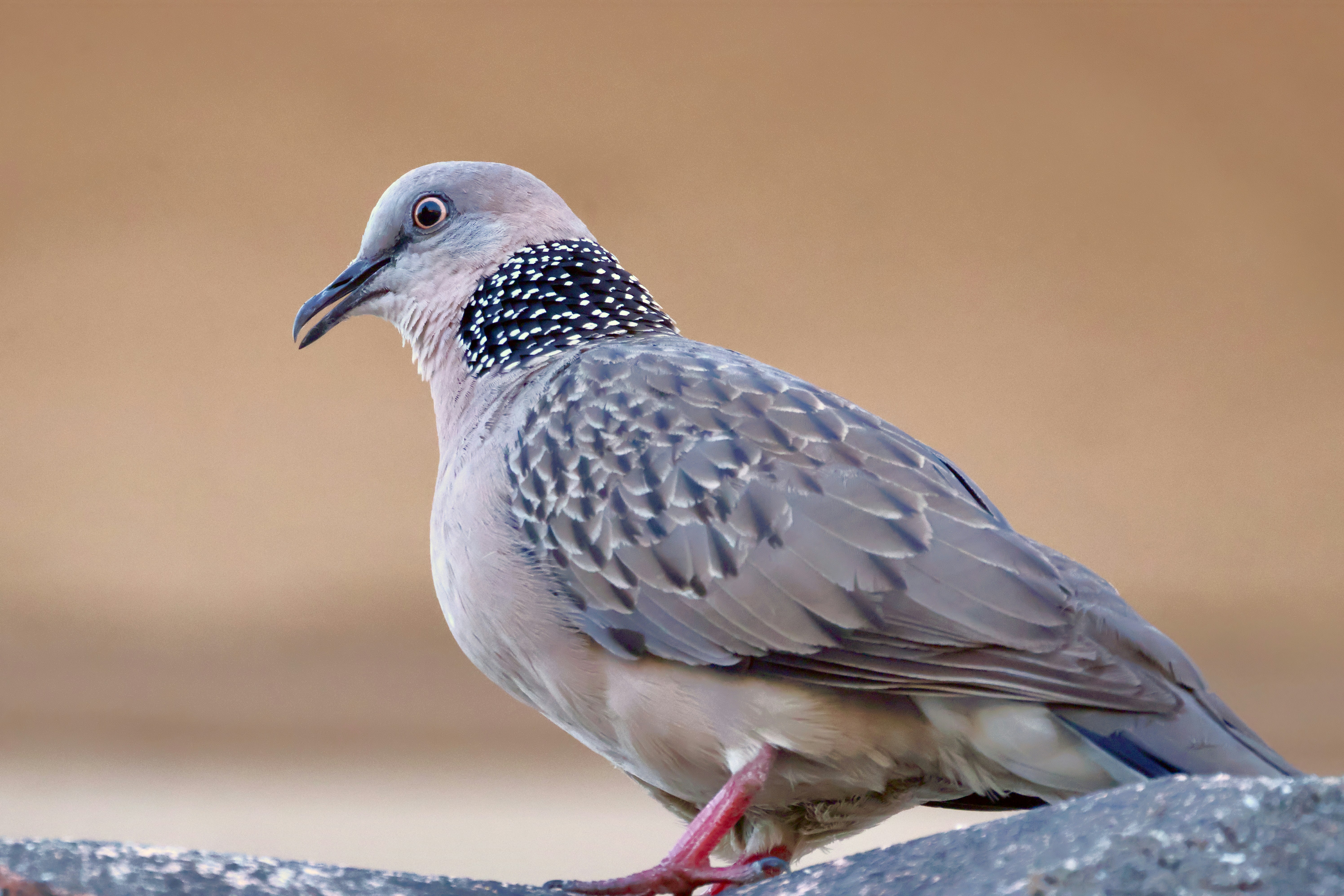A spotted dove perched on a ledge