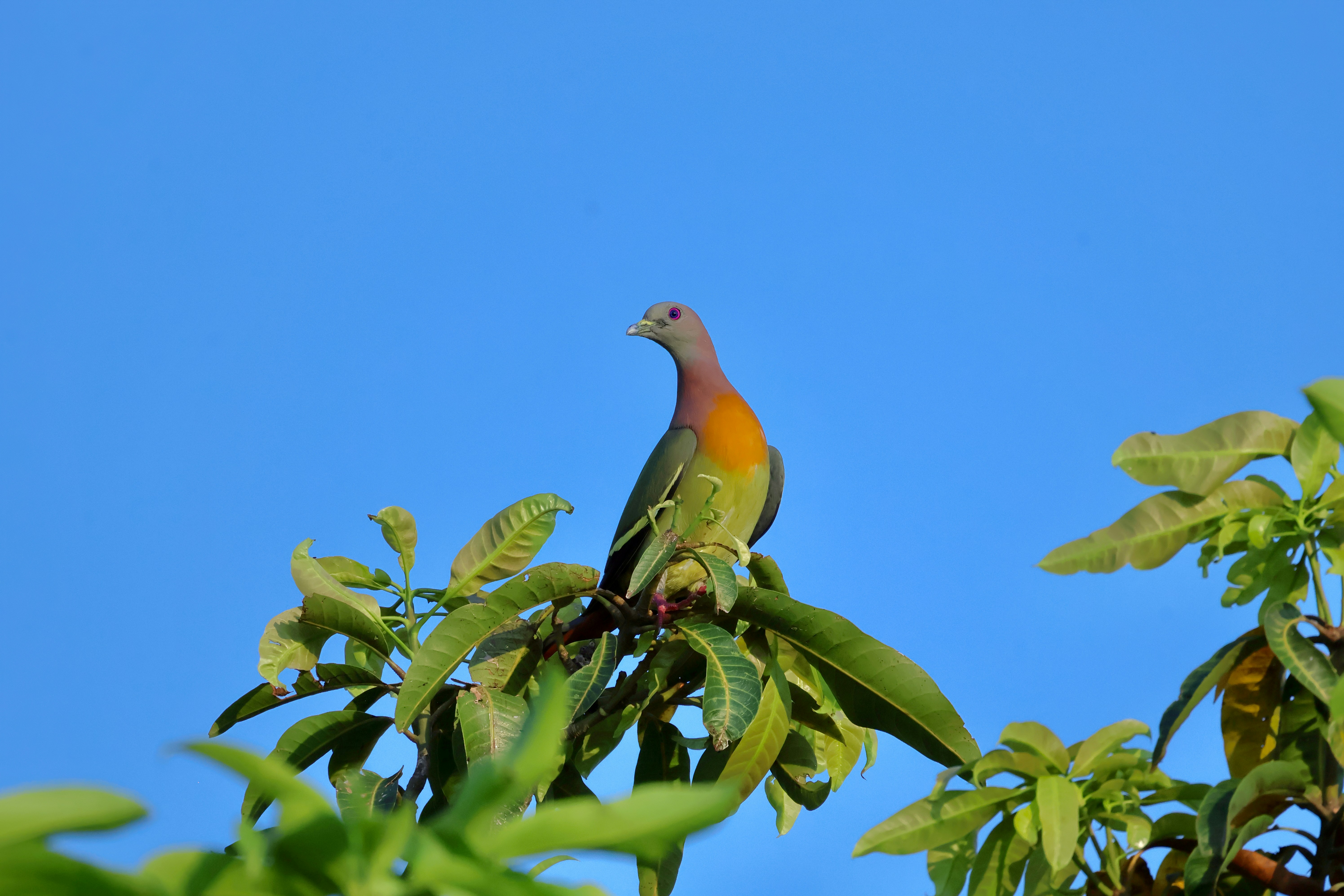 A colorful bird perched on a tree branch