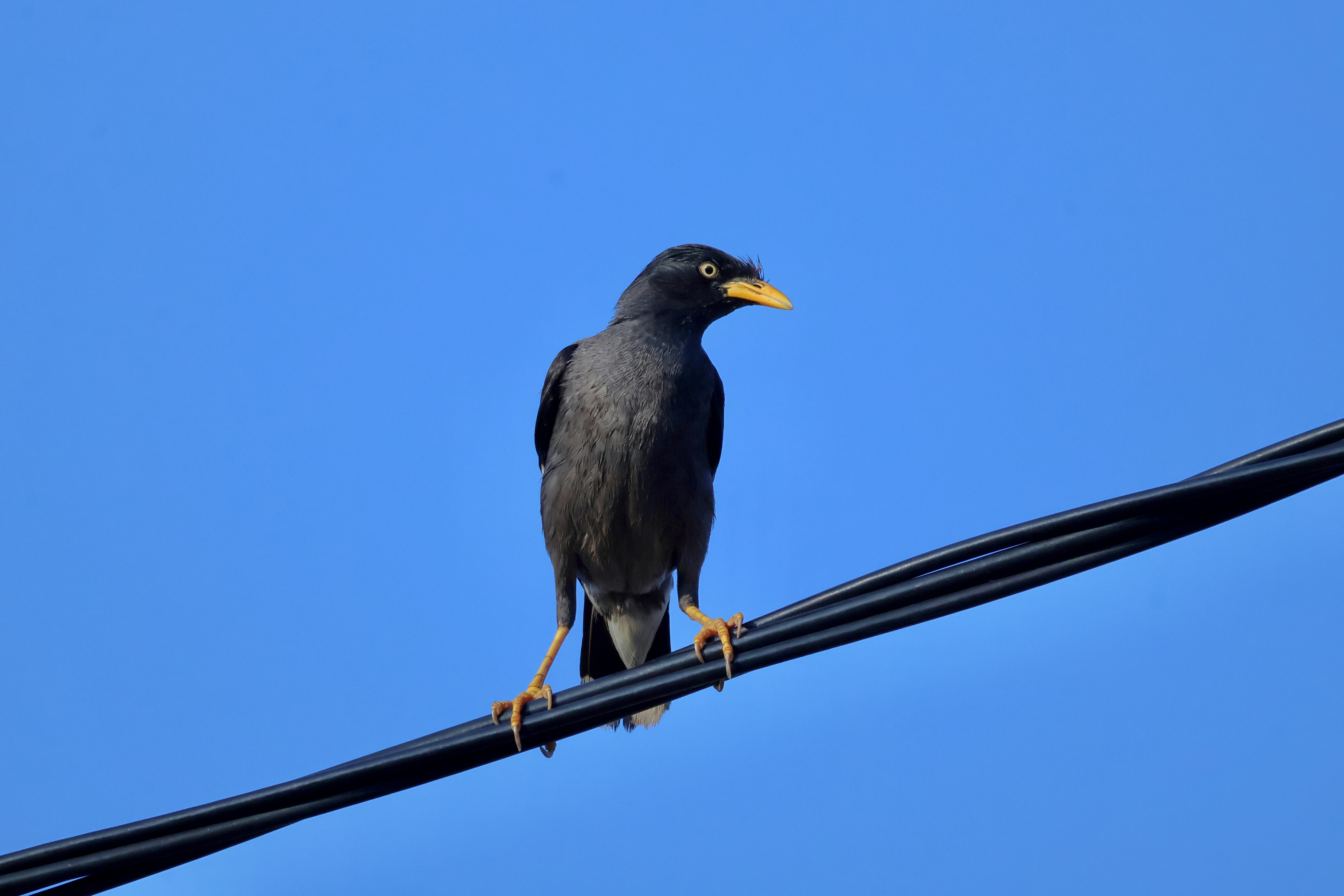 A dark bird perched on a power line.