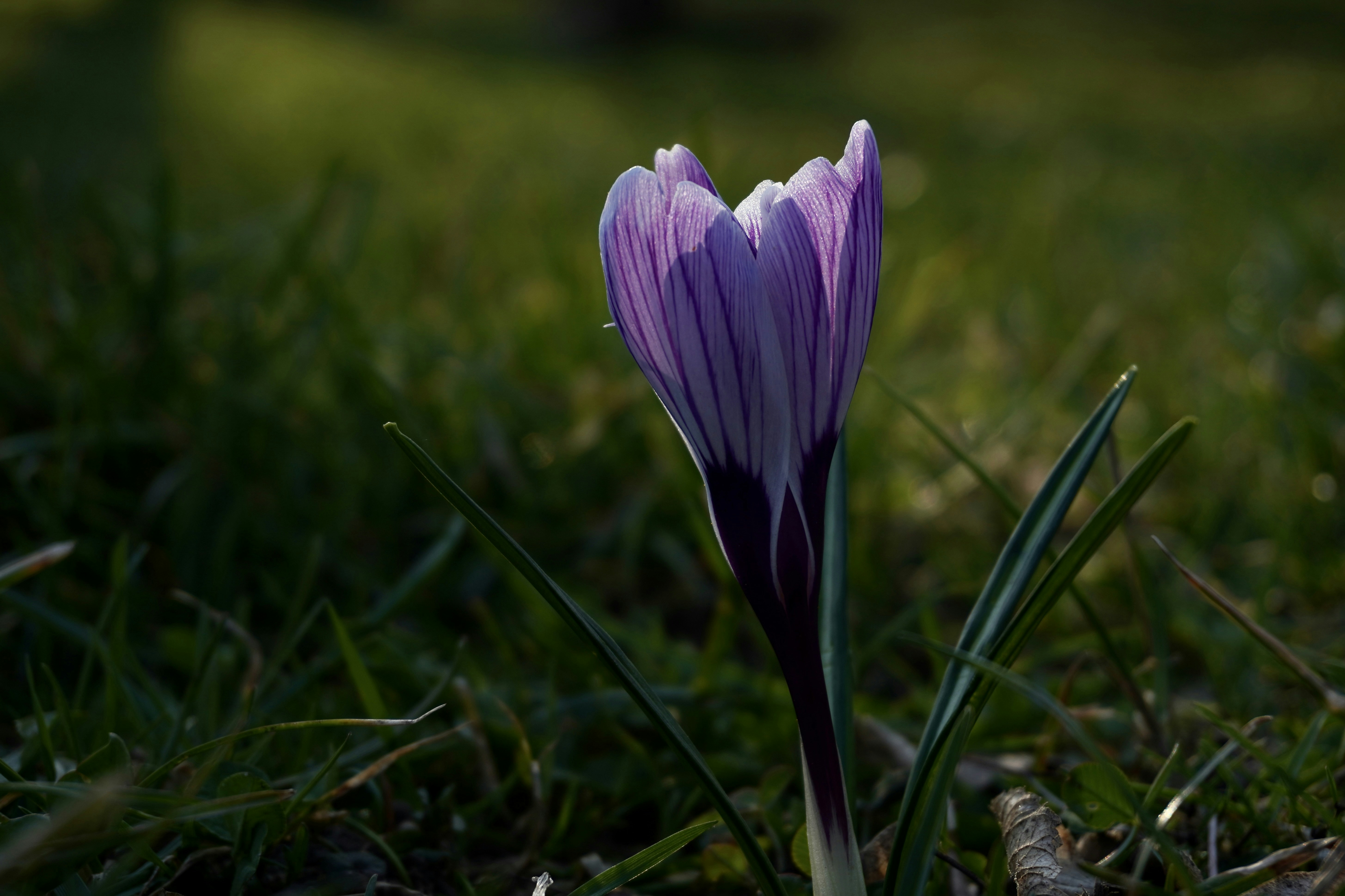 Photo by aliona_zahrai