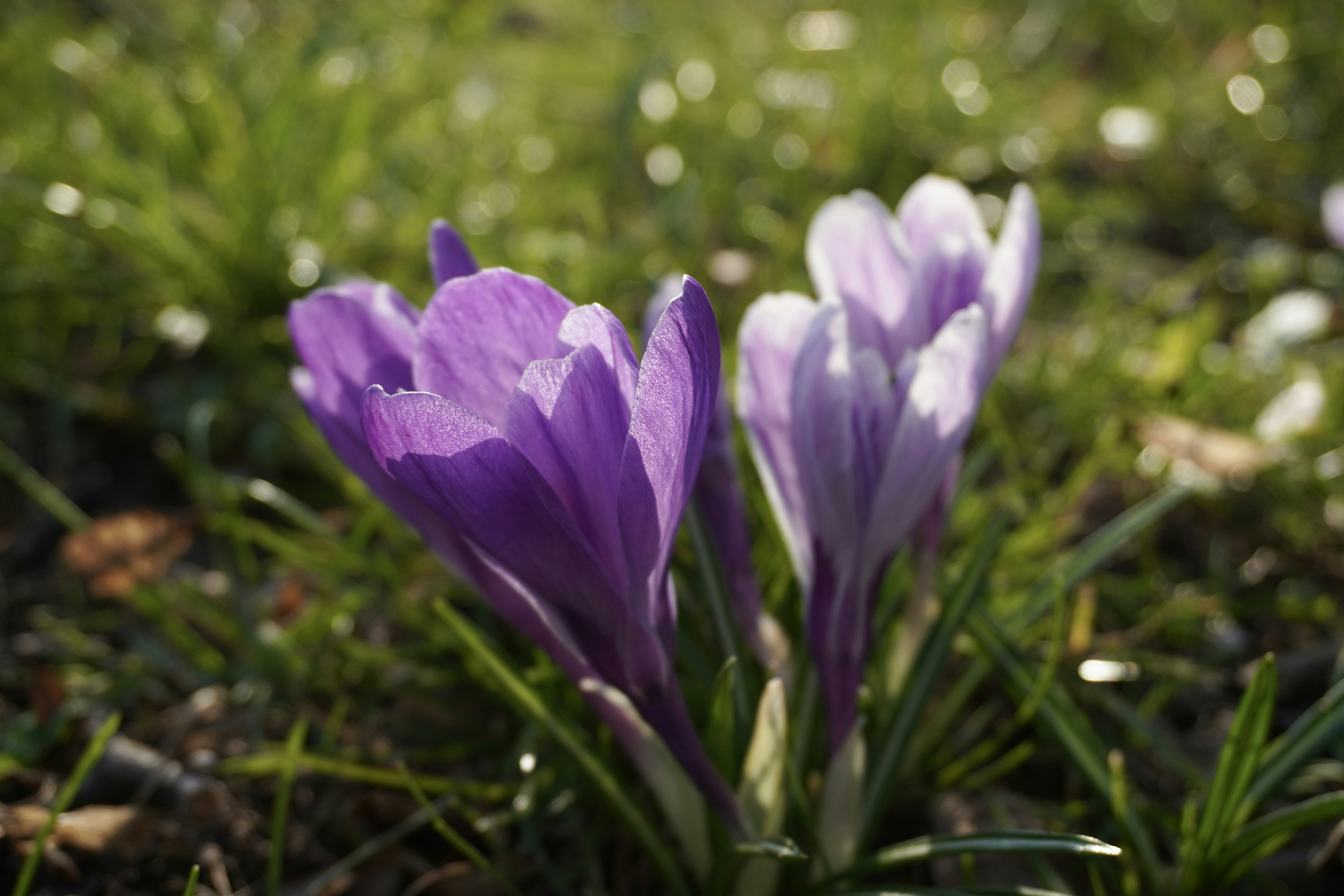 Photo by aliona_zahrai