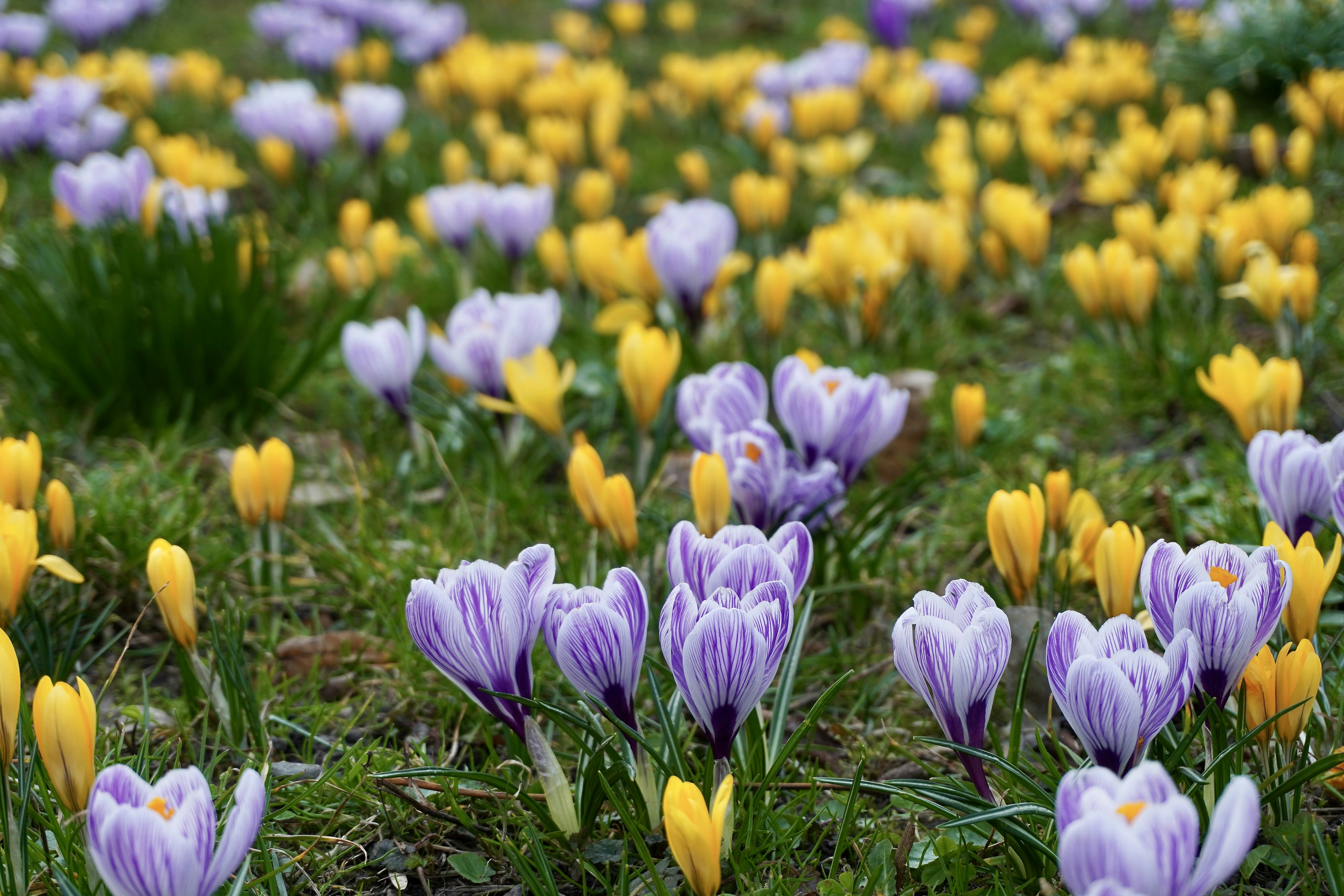 Photo by aliona_zahrai