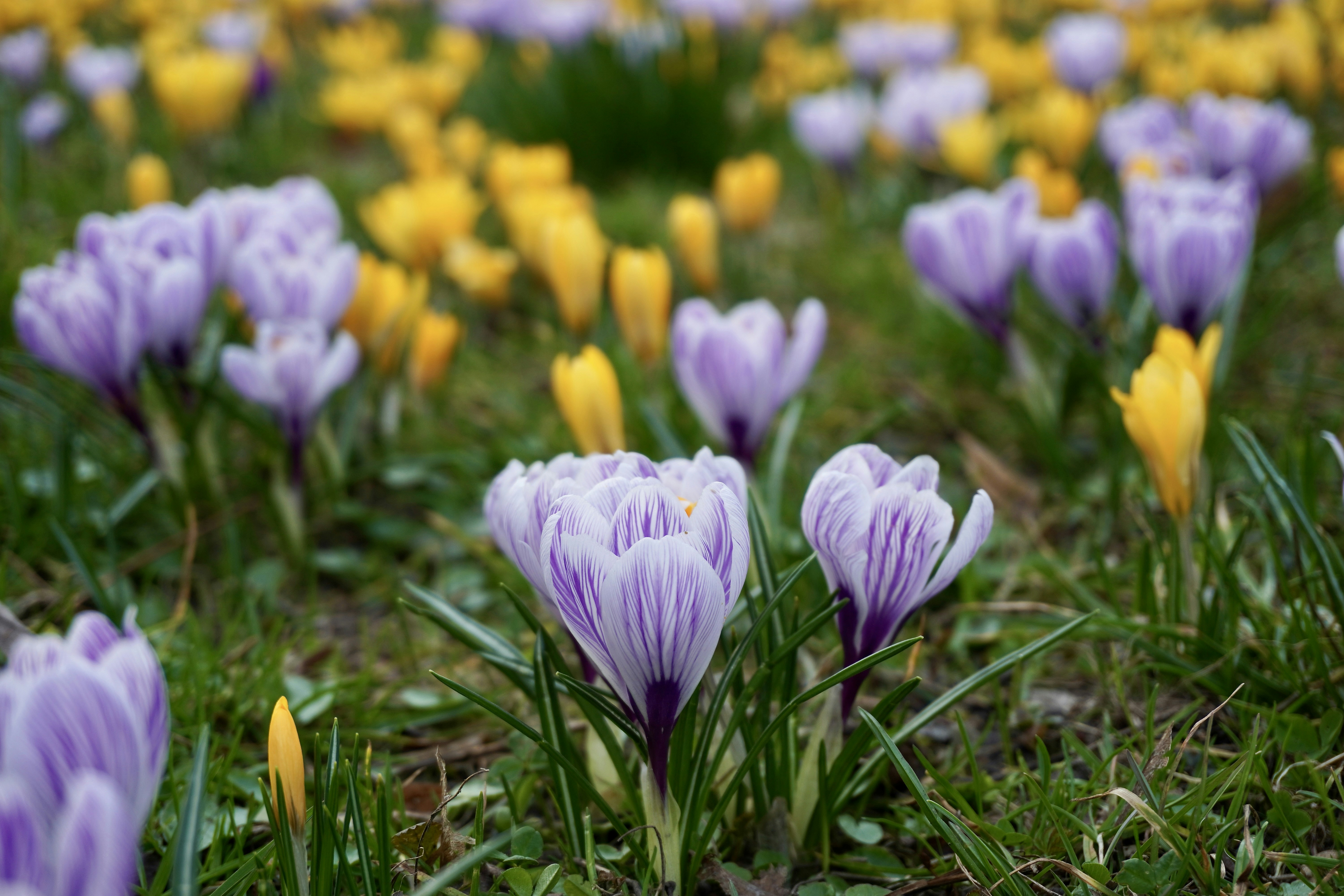 Photo by aliona_zahrai