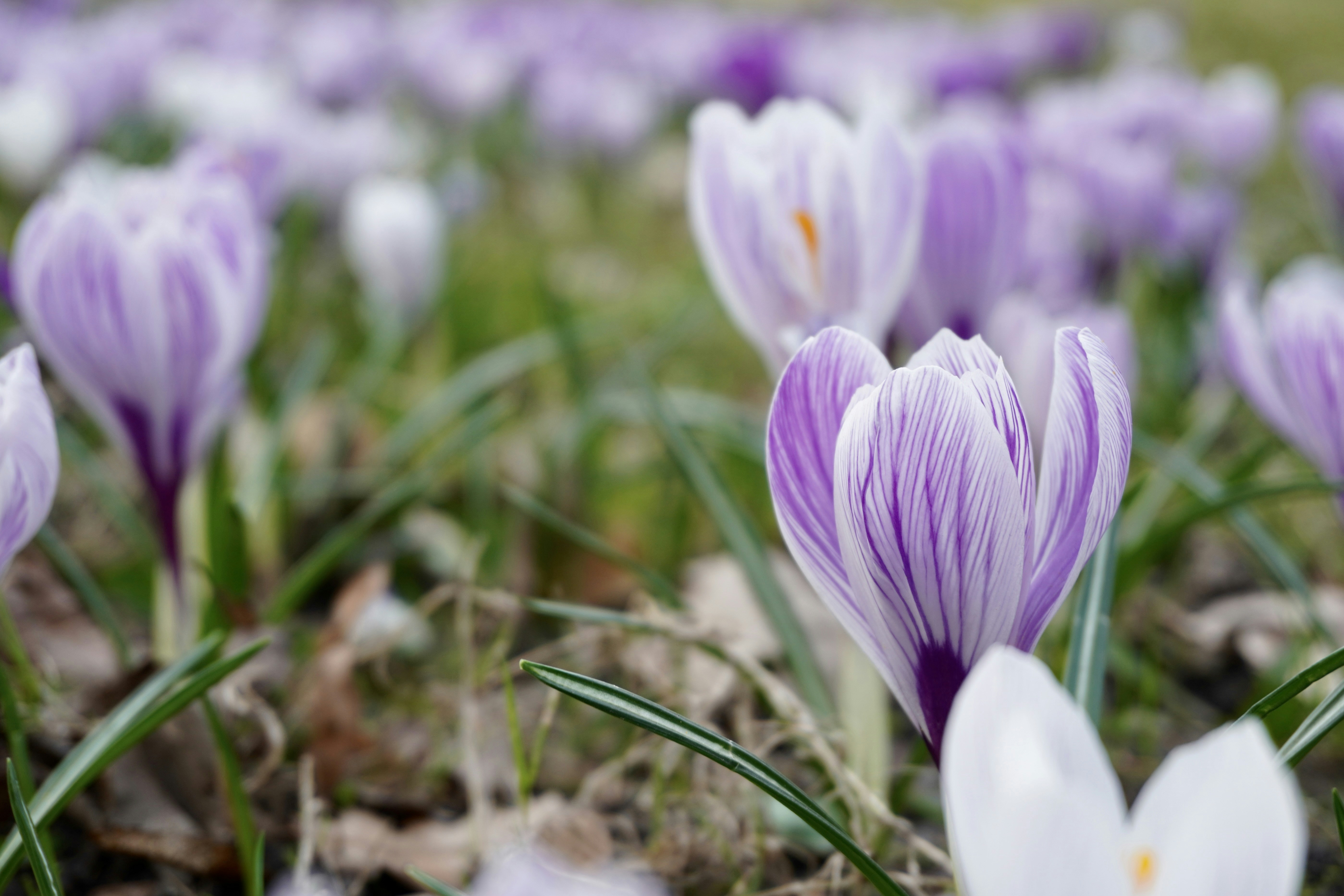 Photo by aliona_zahrai