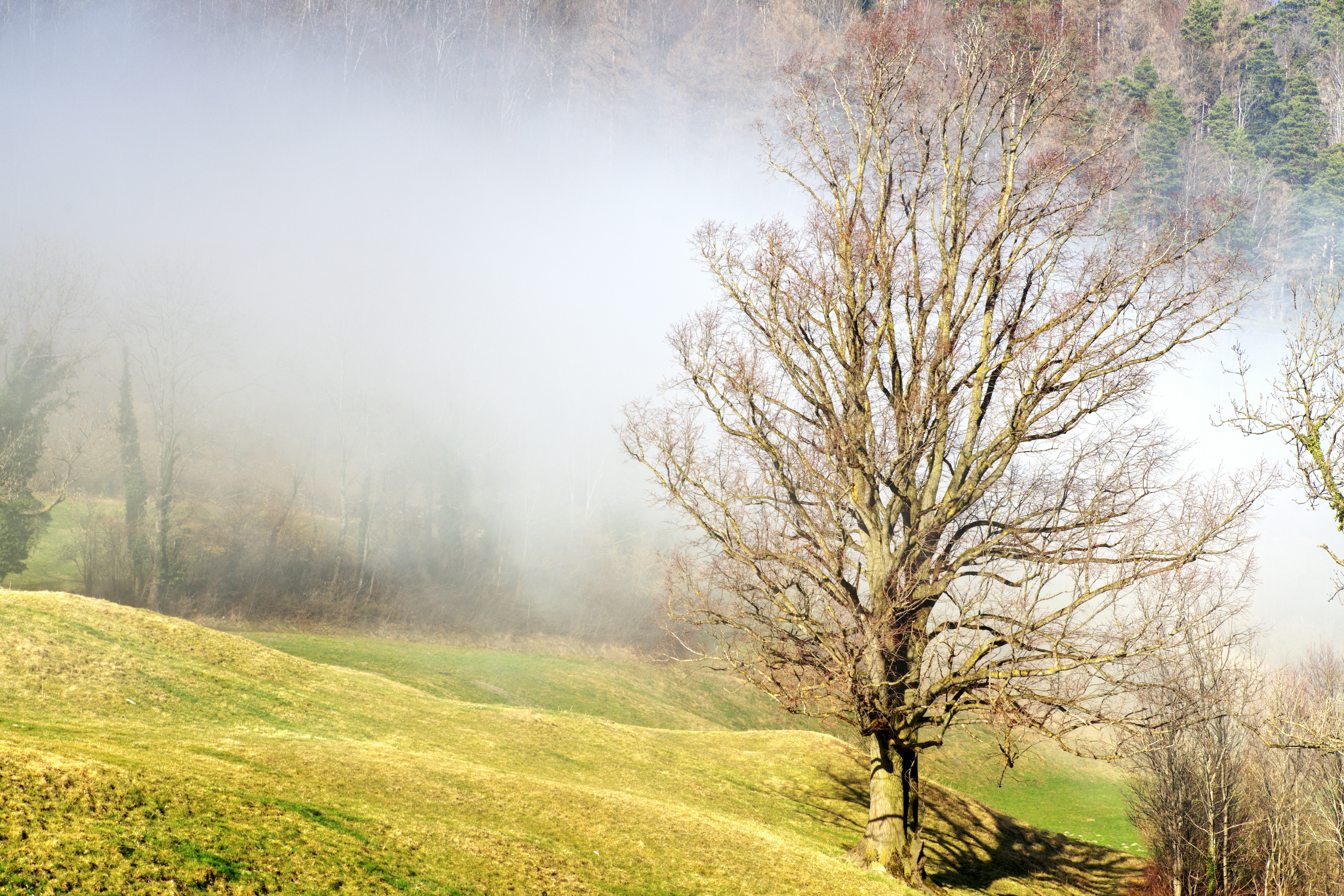 Kahler Baum in nebliger Landschaft mit sanften Hügeln