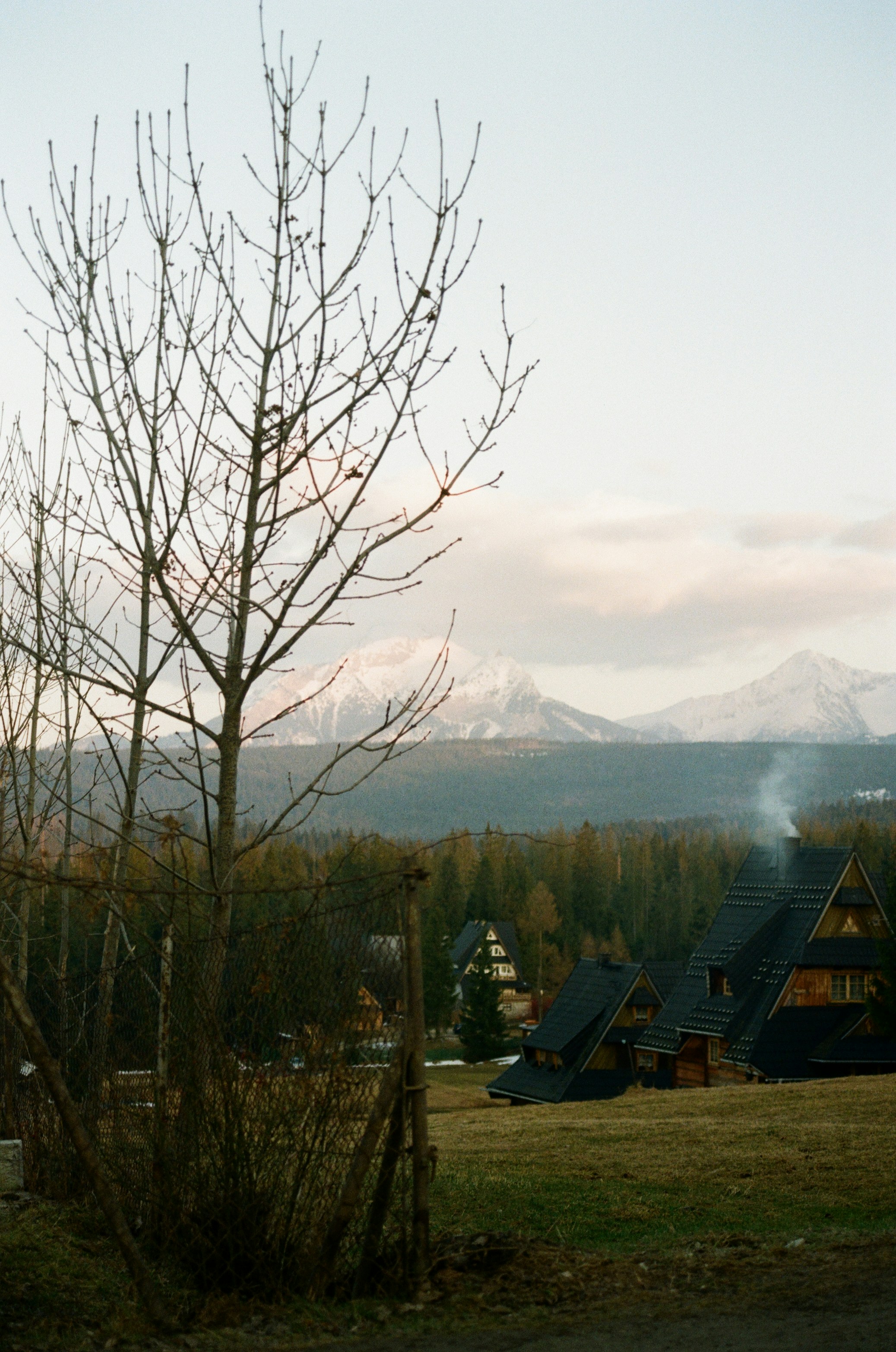 Bare tree in foreground with mountain village and snowy peaks.