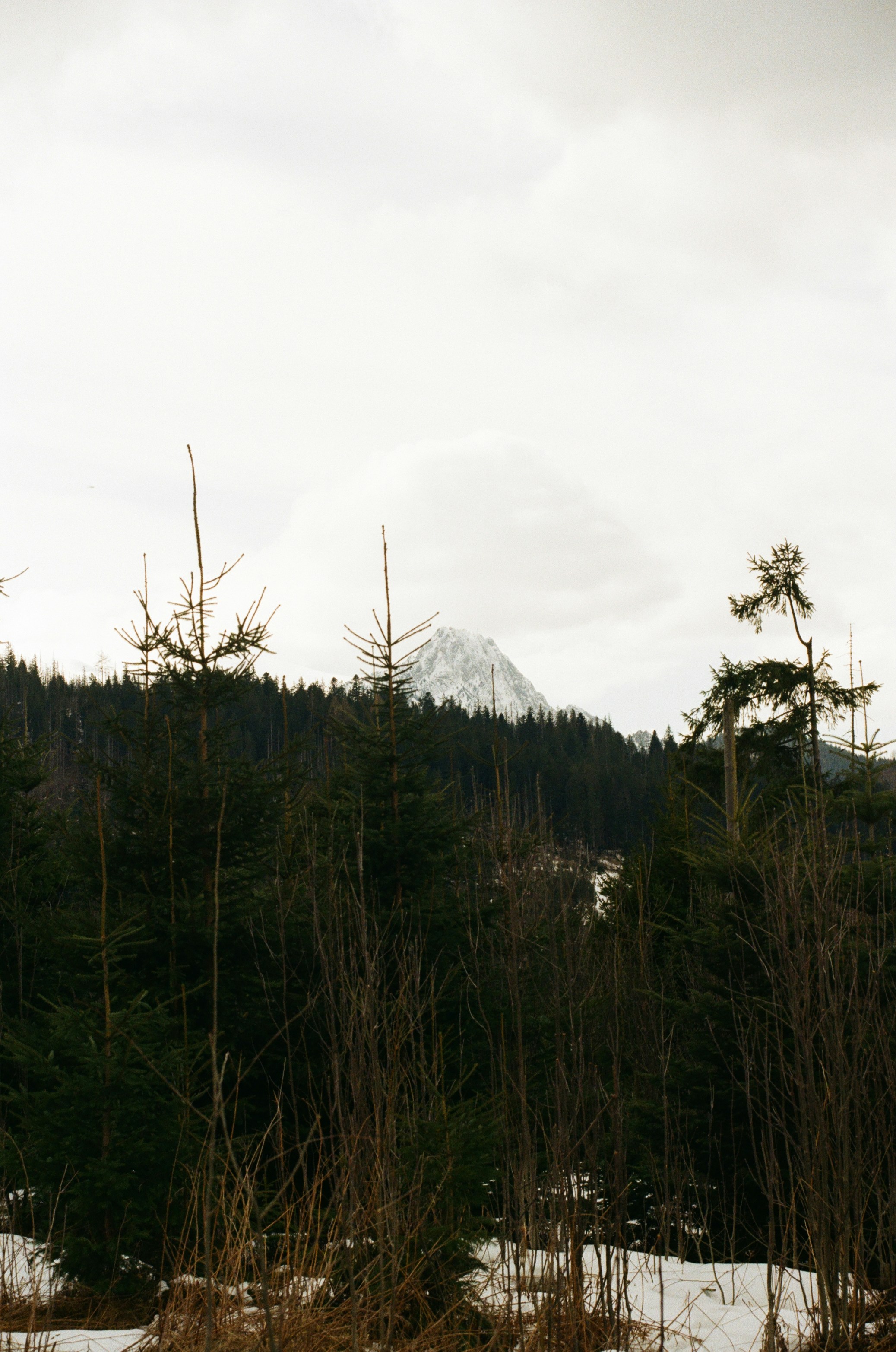Snowy mountain peak seen through dark evergreen trees.
