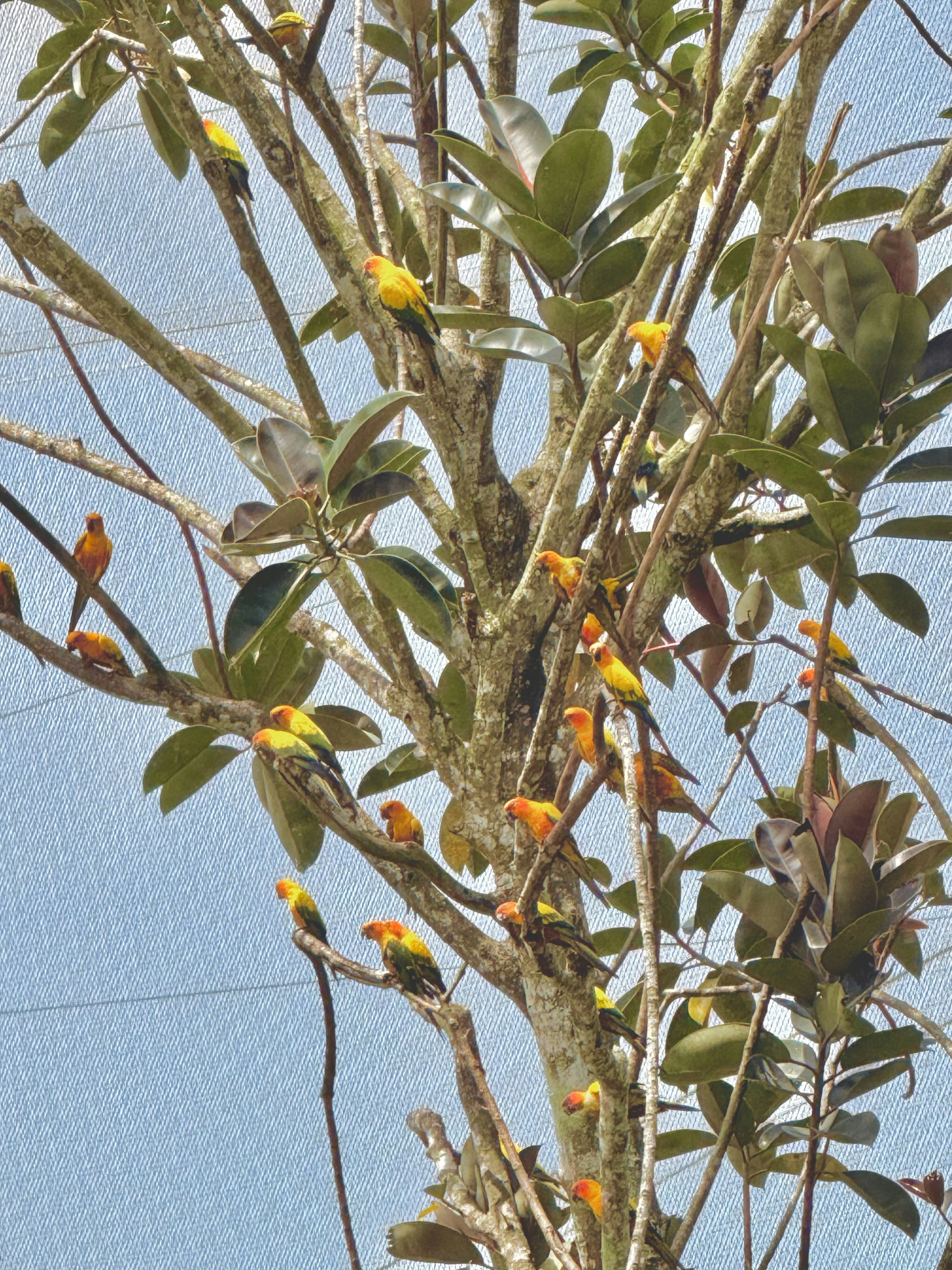 A flock of small, colorful parrots perched on tree branches.