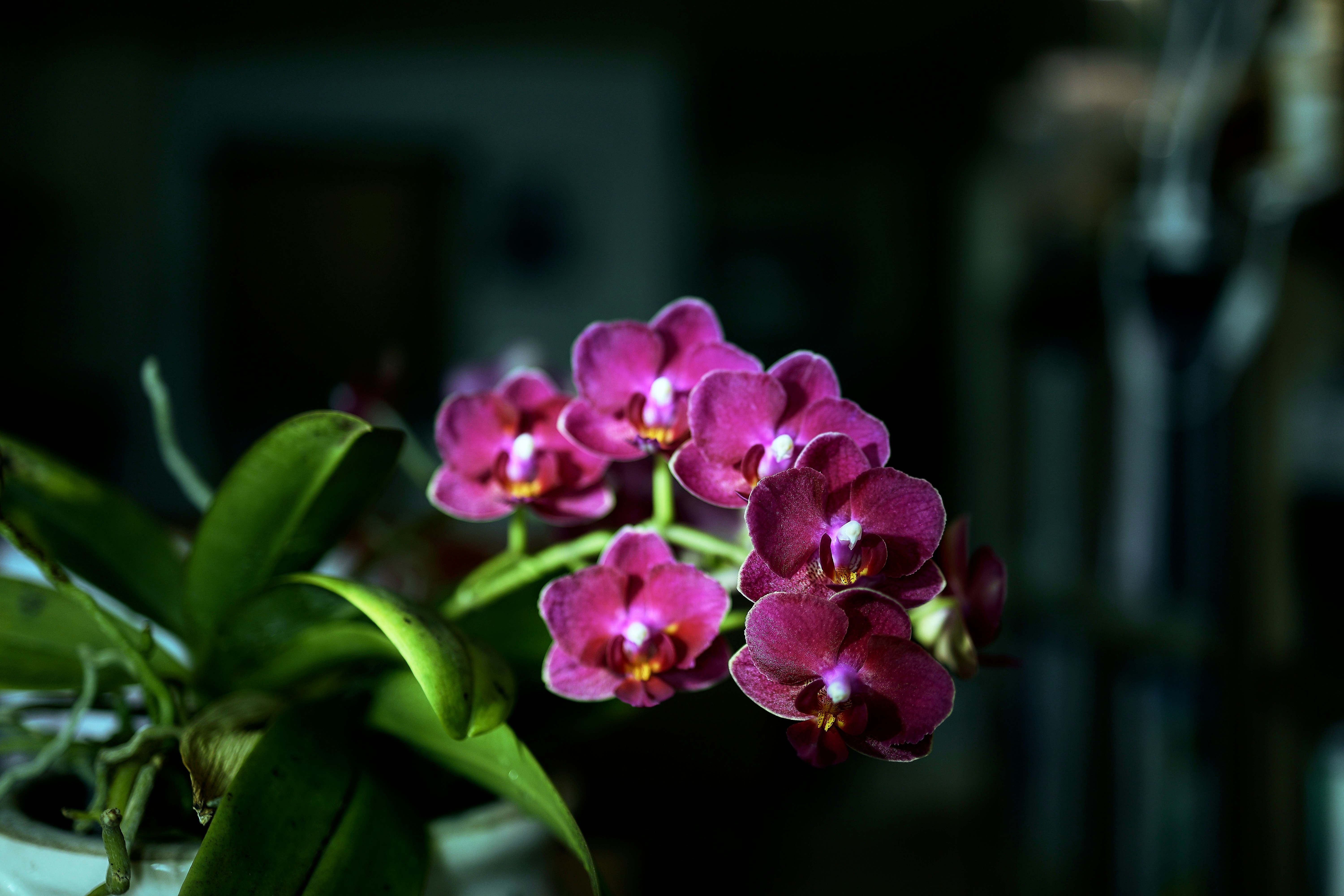 A cluster of deep pink orchids with green leaves.
