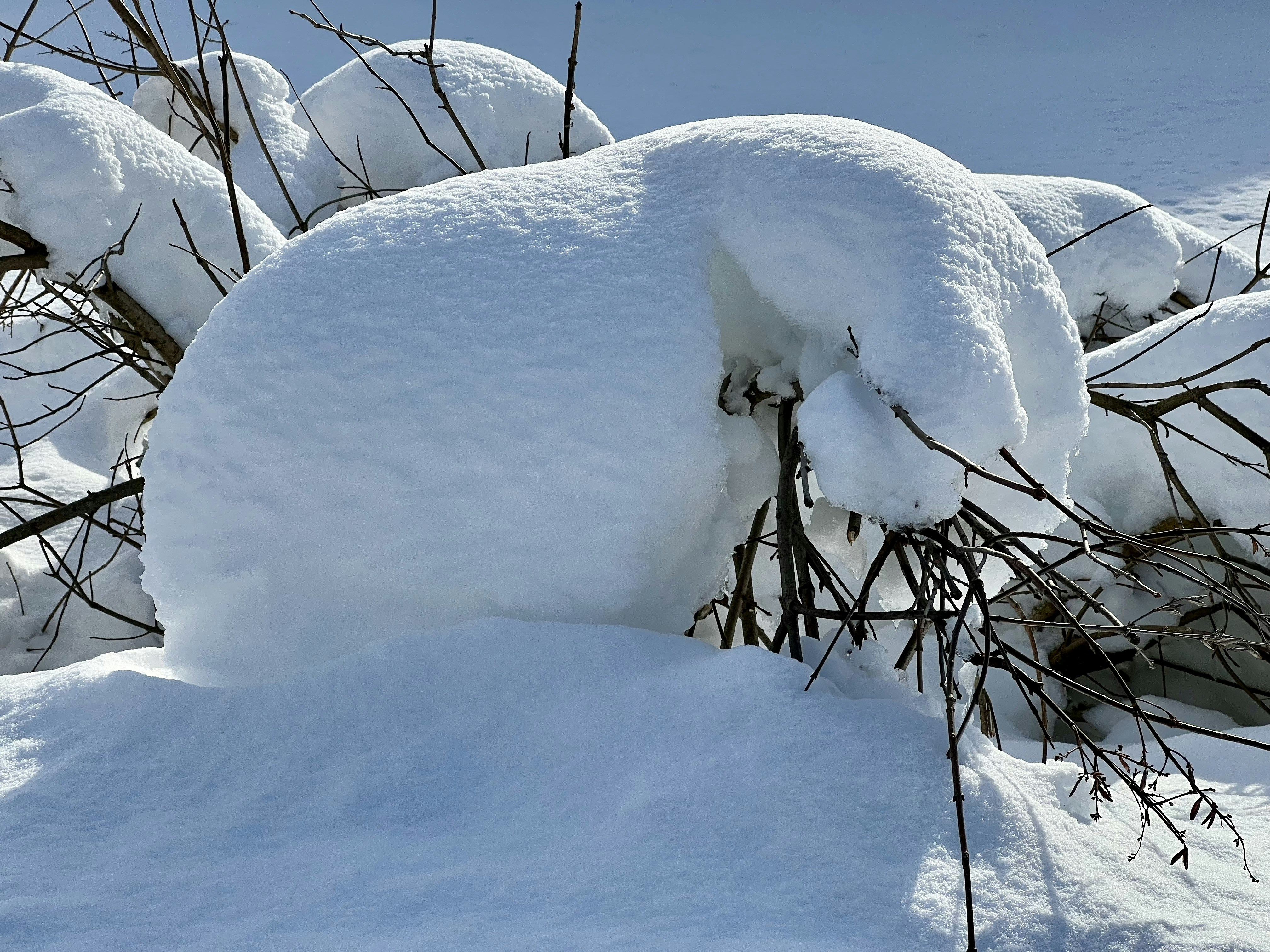 Snow-covered branches against a clear blue sky