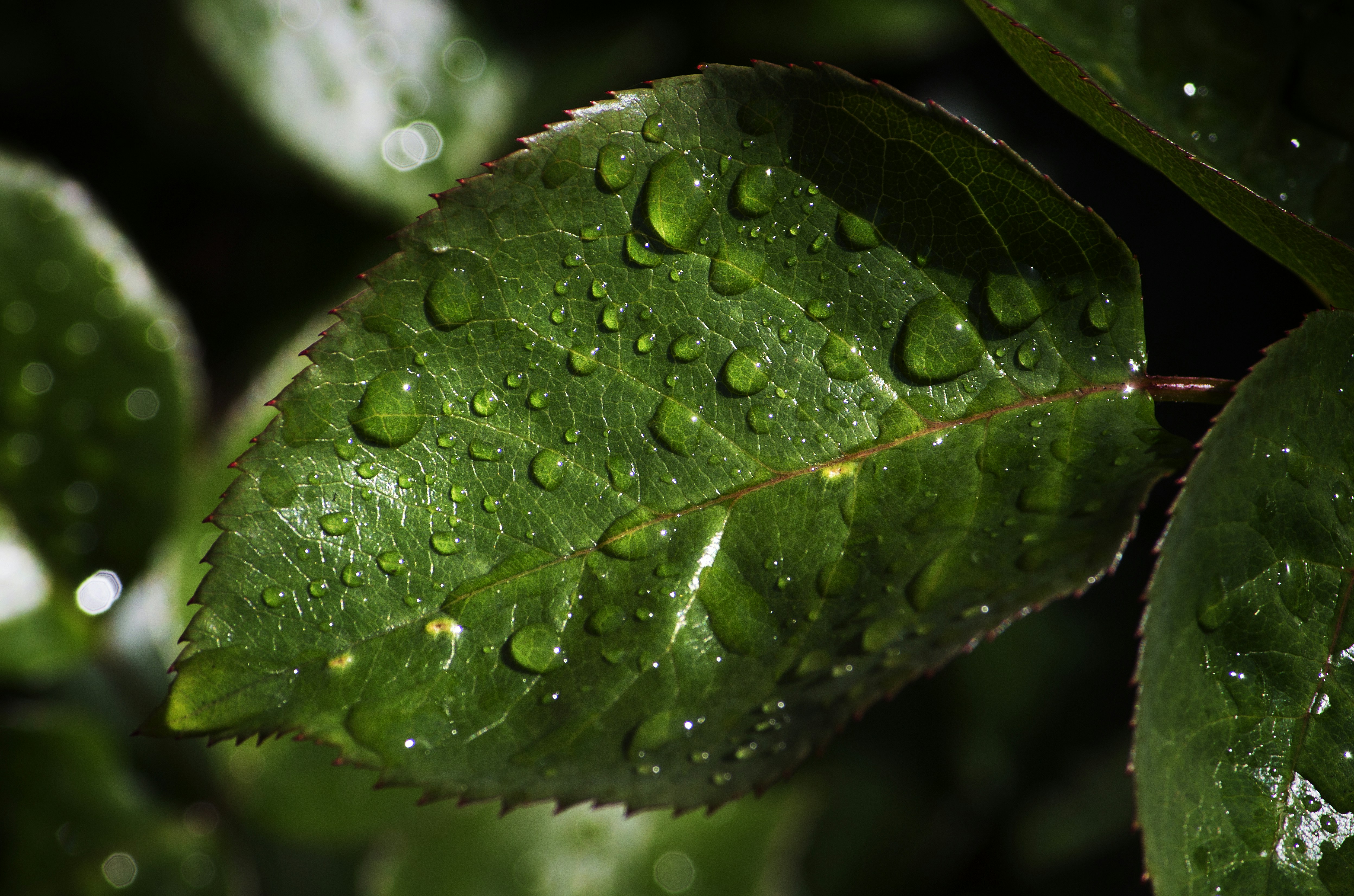 Photo by miloslopusina