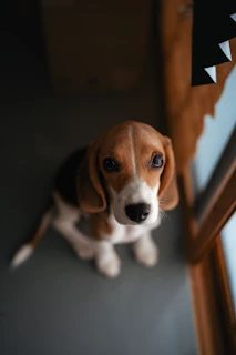 /blog/pet-boarding-noida-greater-noida-guide, /blog/cat-boarding-noida-greater-